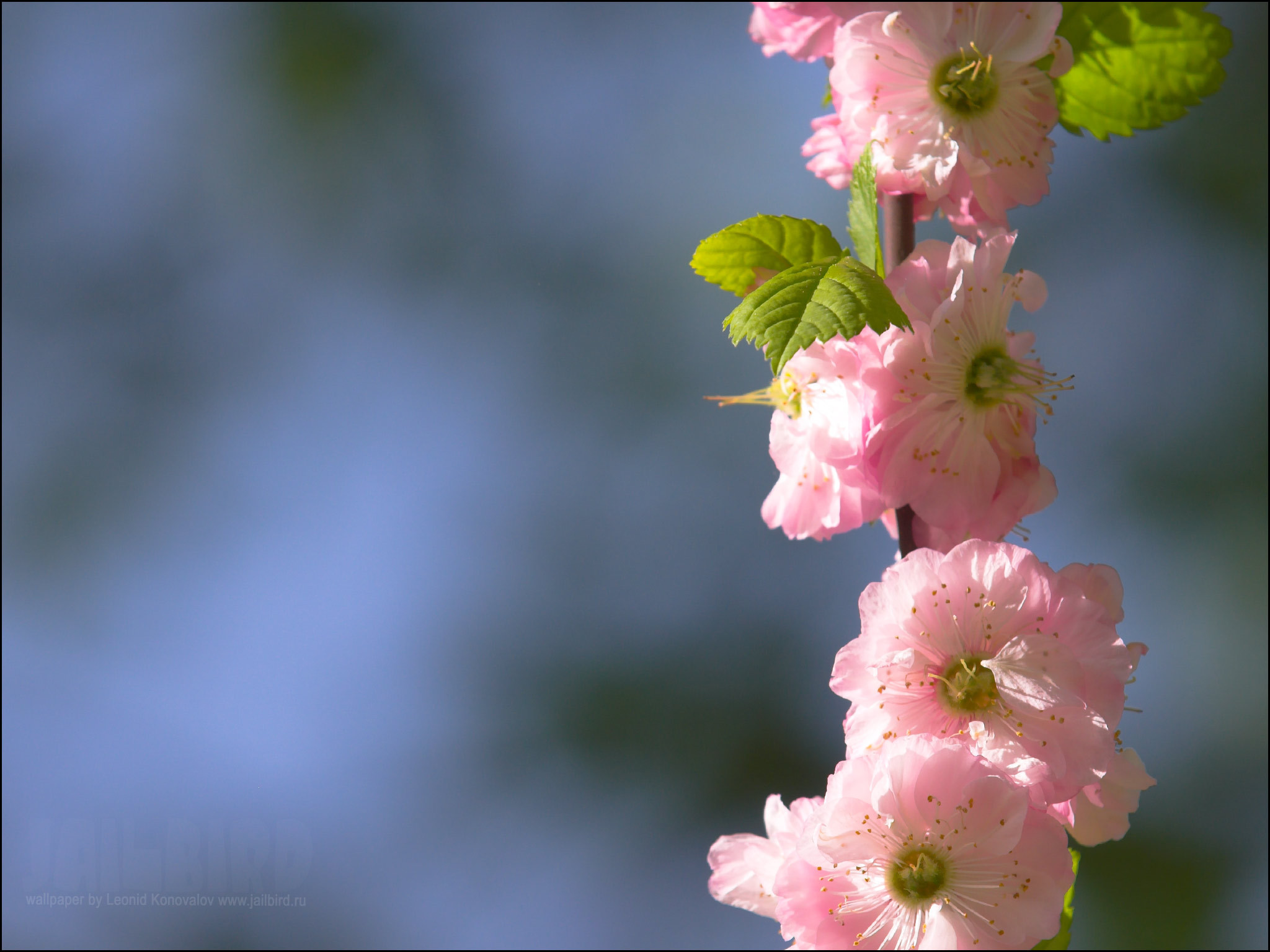 Descarga gratuita de fondo de pantalla para móvil de Flores, Florecer, Tierra/naturaleza.