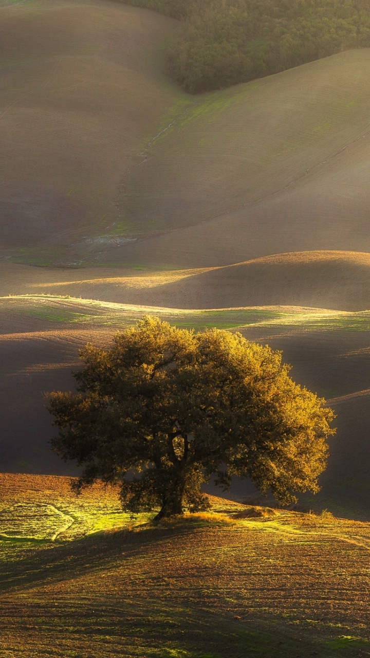 Handy-Wallpaper Natur, Bäume, Baum, Hügel, Sonnig, Erde/natur kostenlos herunterladen.