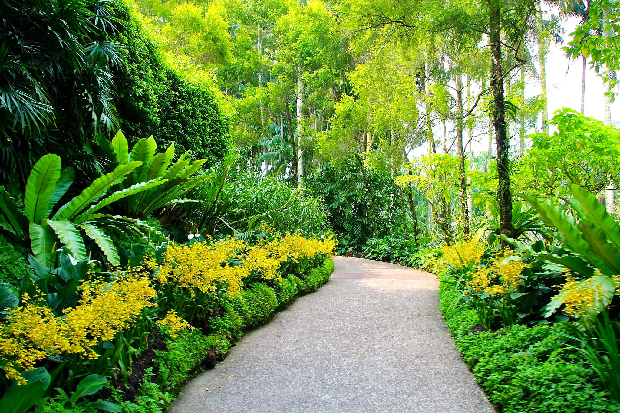 botanical garden, nature, trees, path, singapore, botanic gardens