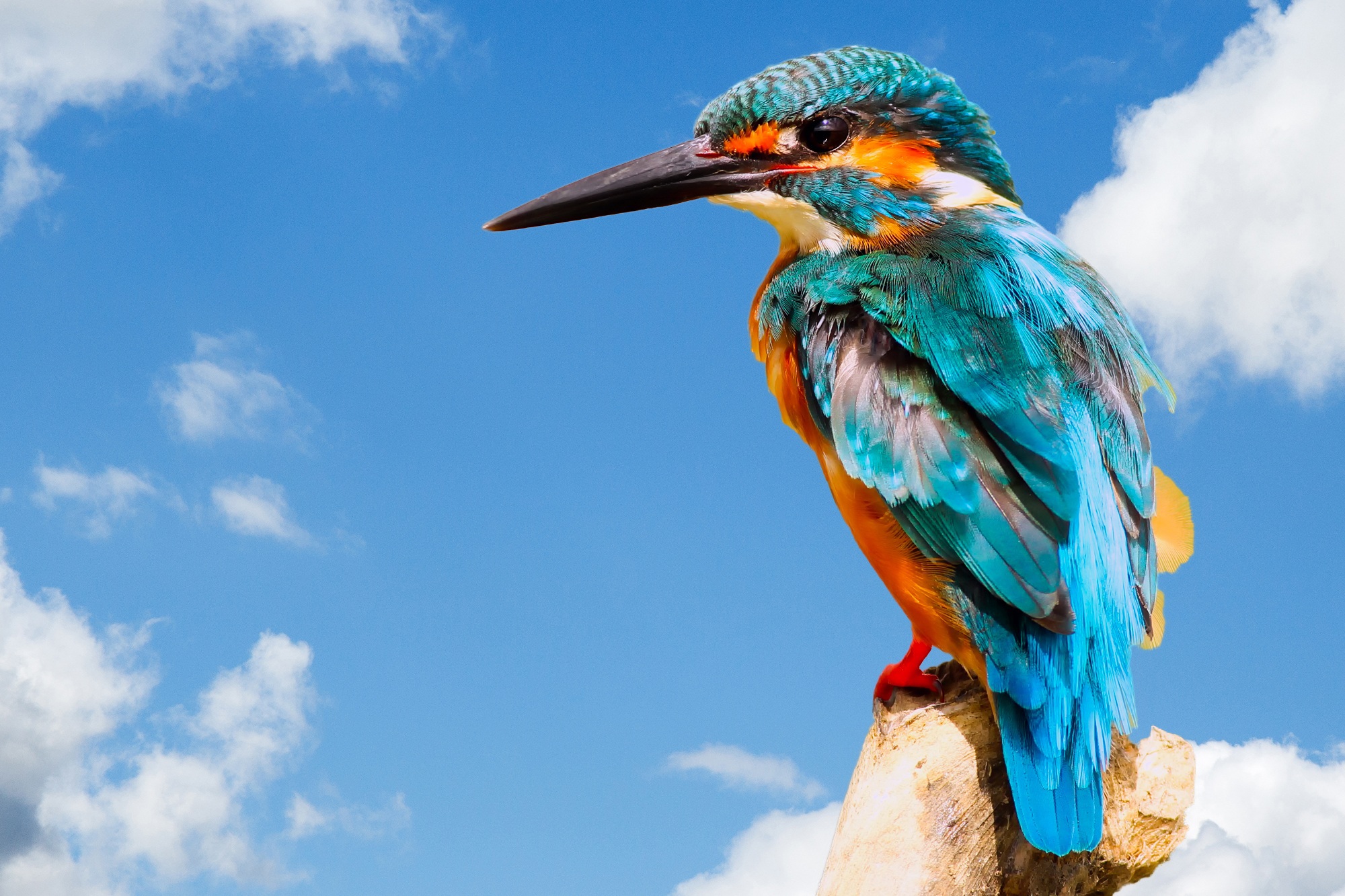 Download mobile wallpaper Birds, Bird, Animal, Portrait, Kingfisher for free.