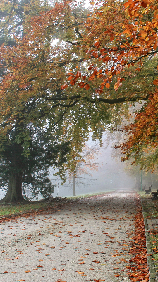 Download mobile wallpaper Nature, Park, Tree, Fog, Fall, Bench, Photography for free.