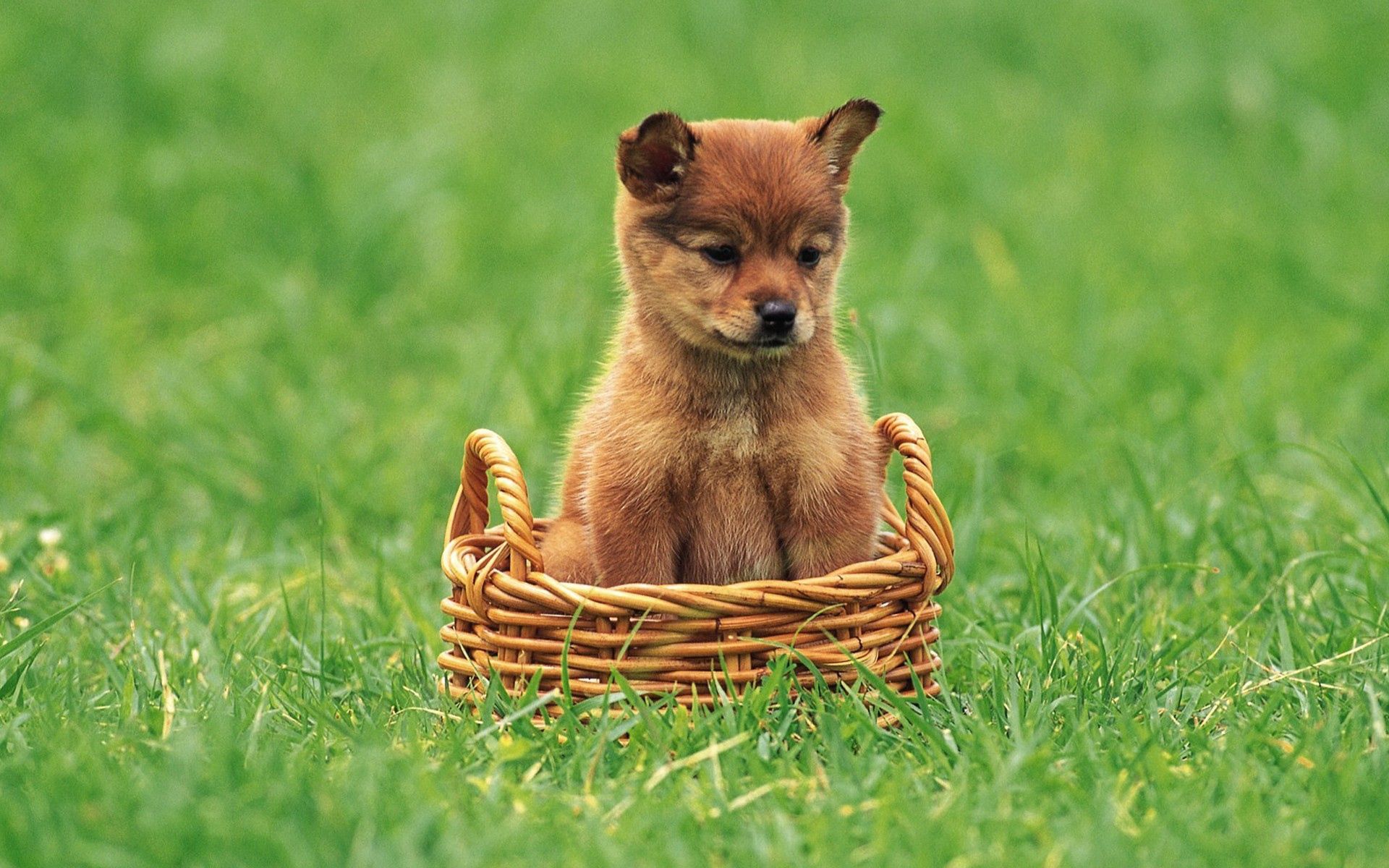 animals, grass, puppy, kid, tot, basket