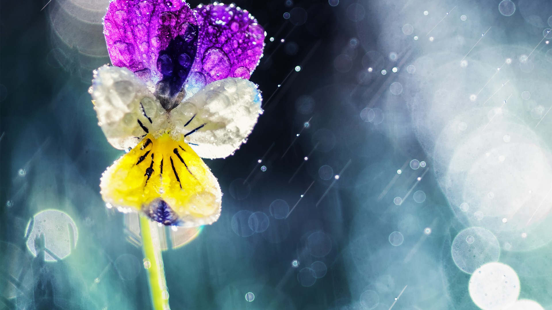 Téléchargez gratuitement l'image Fleurs, Fleur, Terre/nature sur le bureau de votre PC