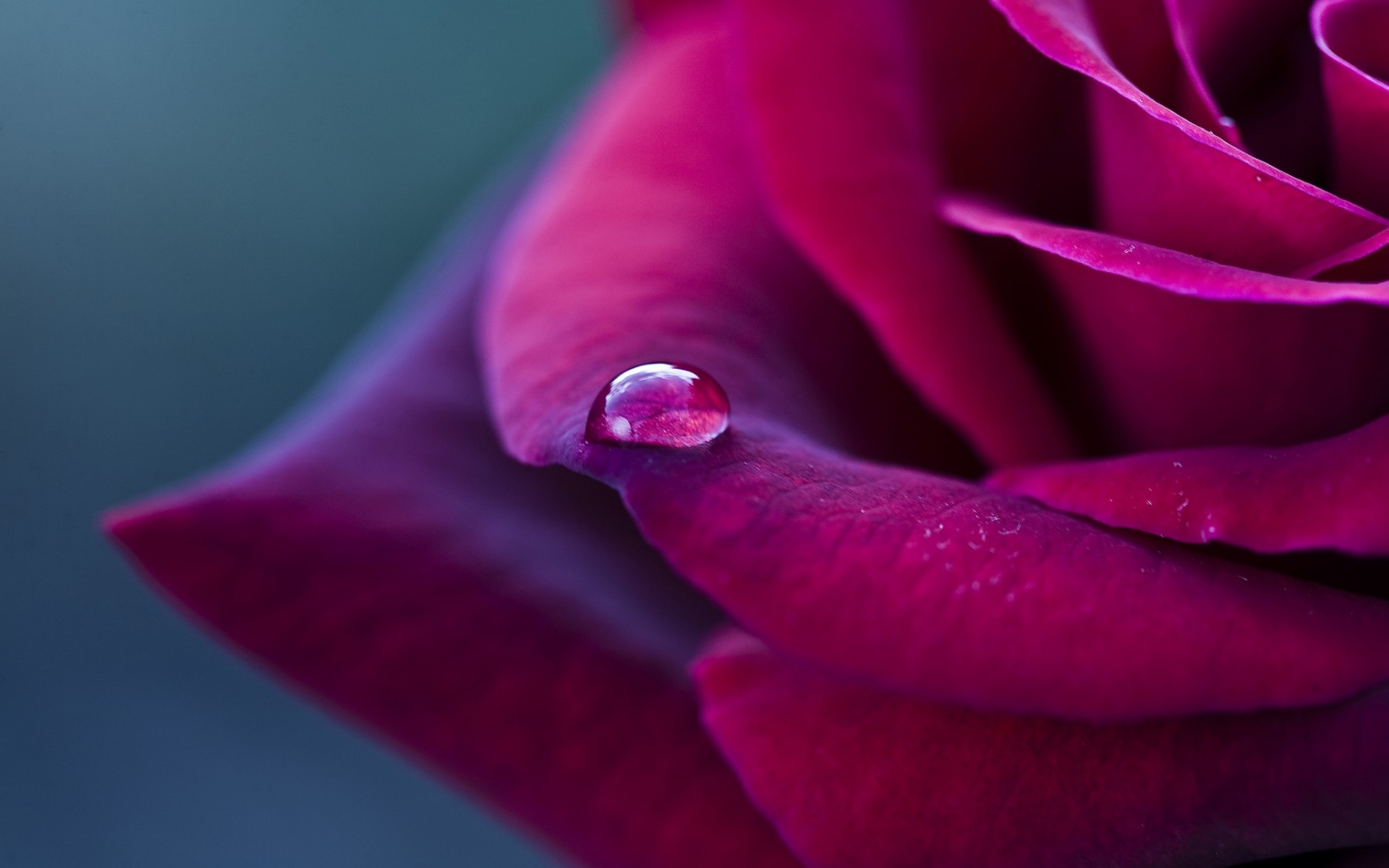 Téléchargez gratuitement l'image Fleurs, Rose, Terre/nature sur le bureau de votre PC