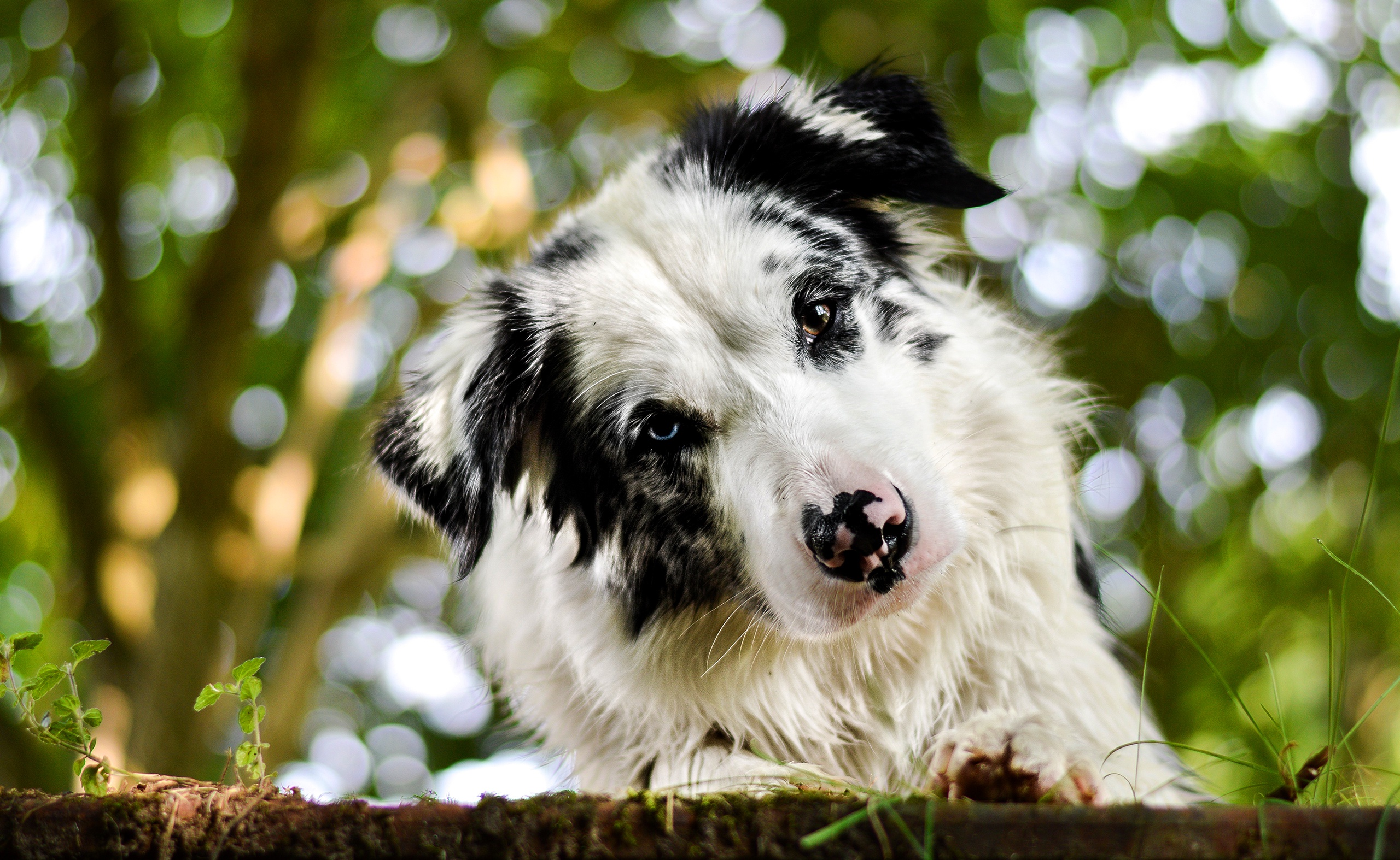 PCデスクトップに動物, 犬, ボケ, オーストラリアン シェパード画像を無料でダウンロード