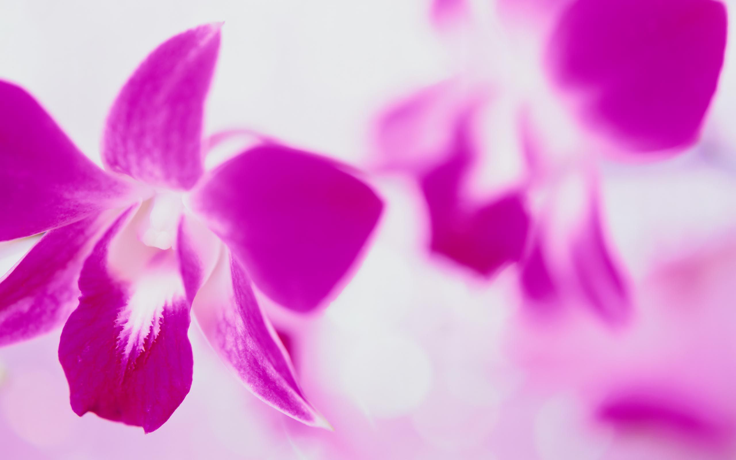 Free download wallpaper Flowers, Flower, Earth, Orchid on your PC desktop