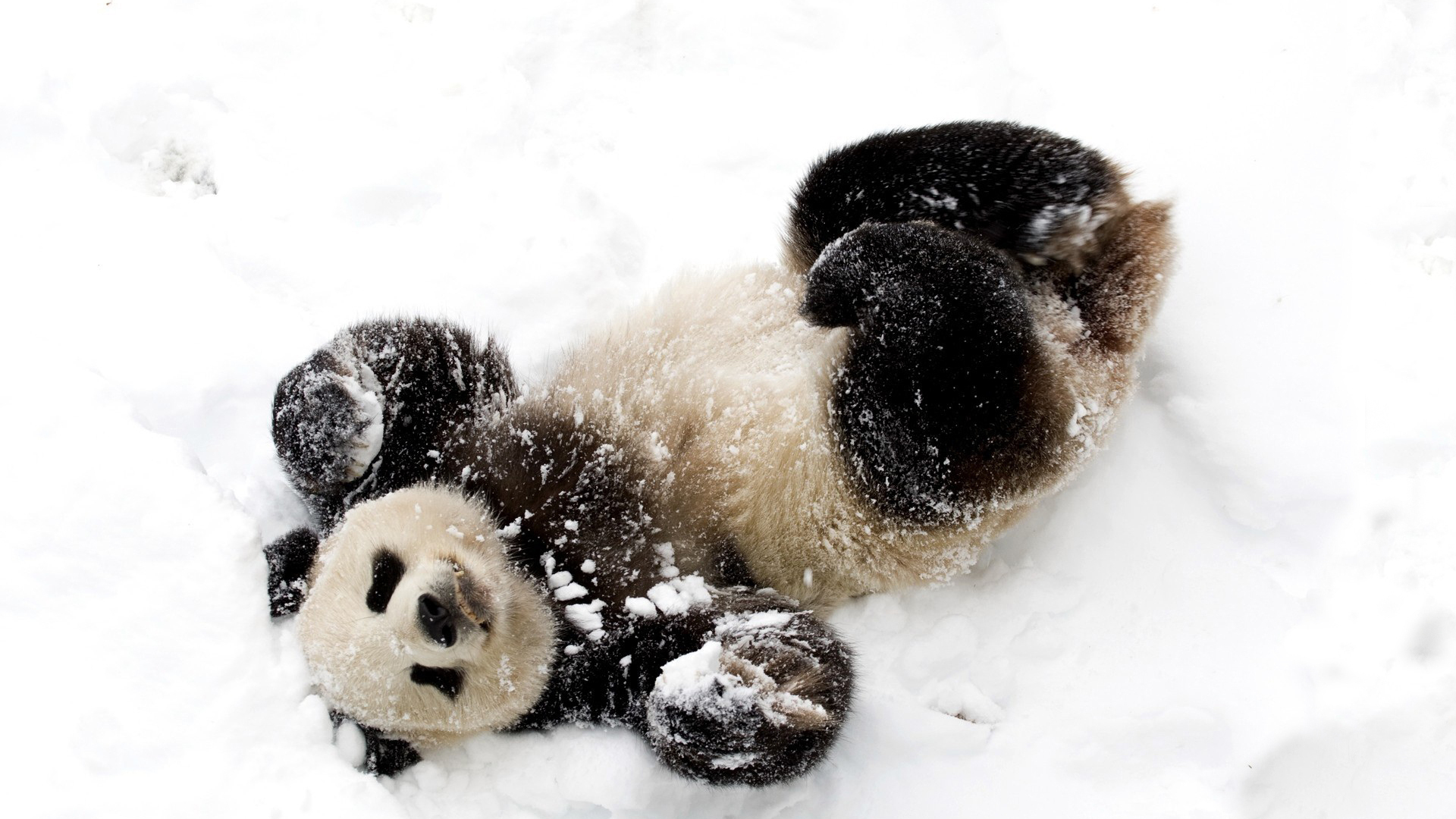 Скачать картинку Животные, Снег, Панда в телефон бесплатно.