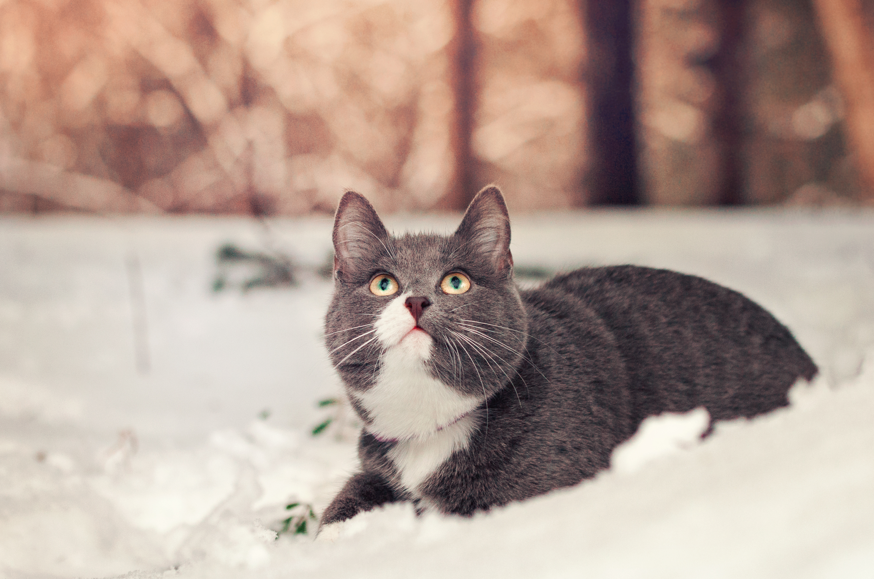 Handy-Wallpaper Tiere, Katzen, Schnee, Katze kostenlos herunterladen.