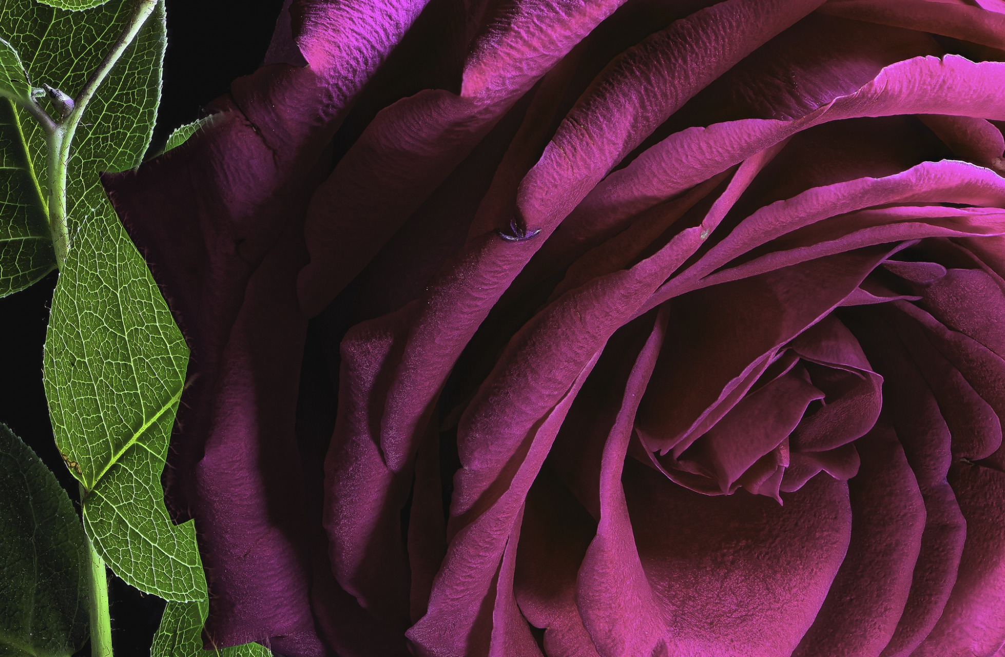 Descarga gratis la imagen Flores, Rosa, De Cerca, Flor Purpura, Tierra/naturaleza, Macrofotografía en el escritorio de tu PC