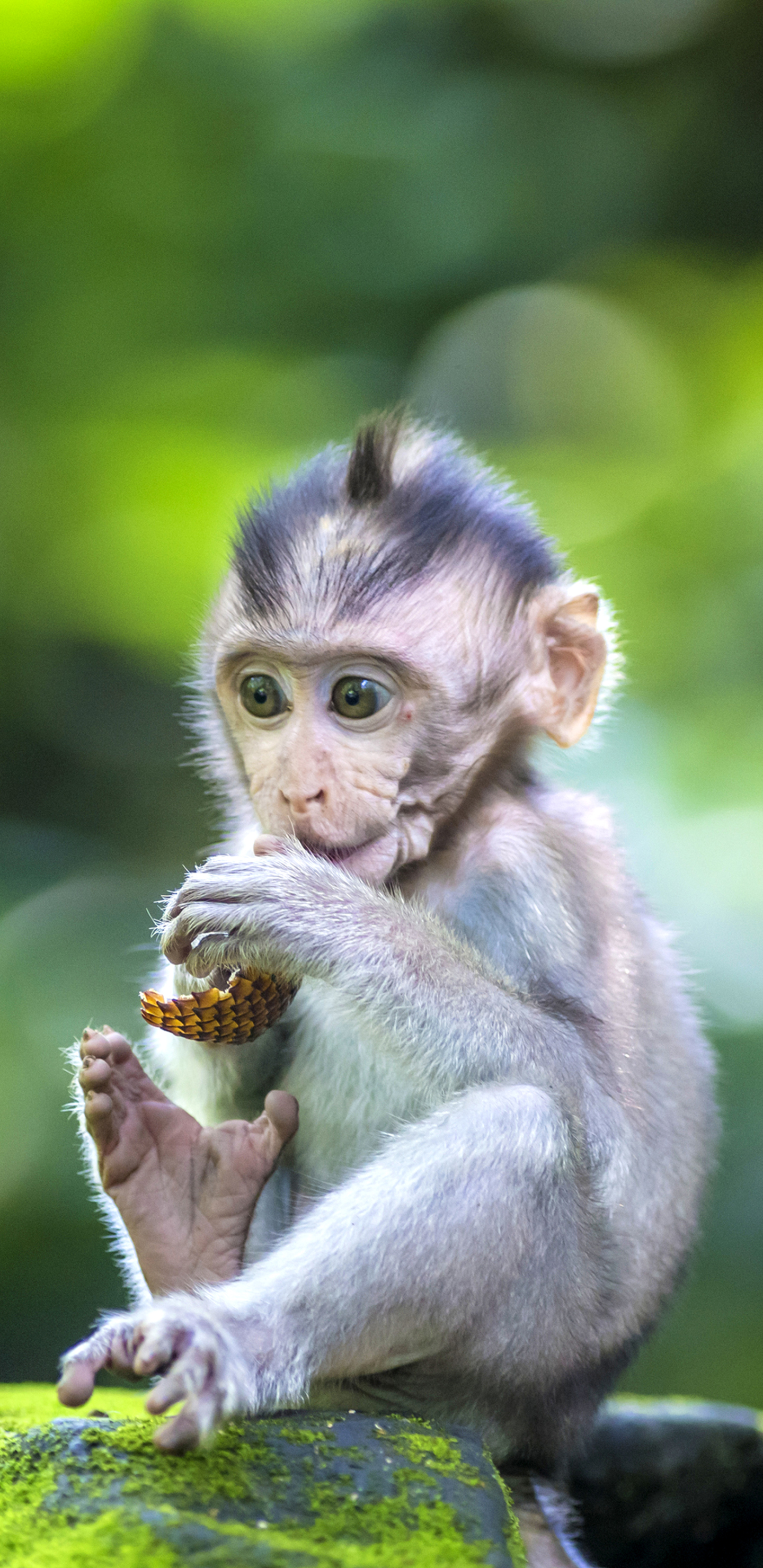 Download mobile wallpaper Monkeys, Monkey, Animal, Baby Animal for free.