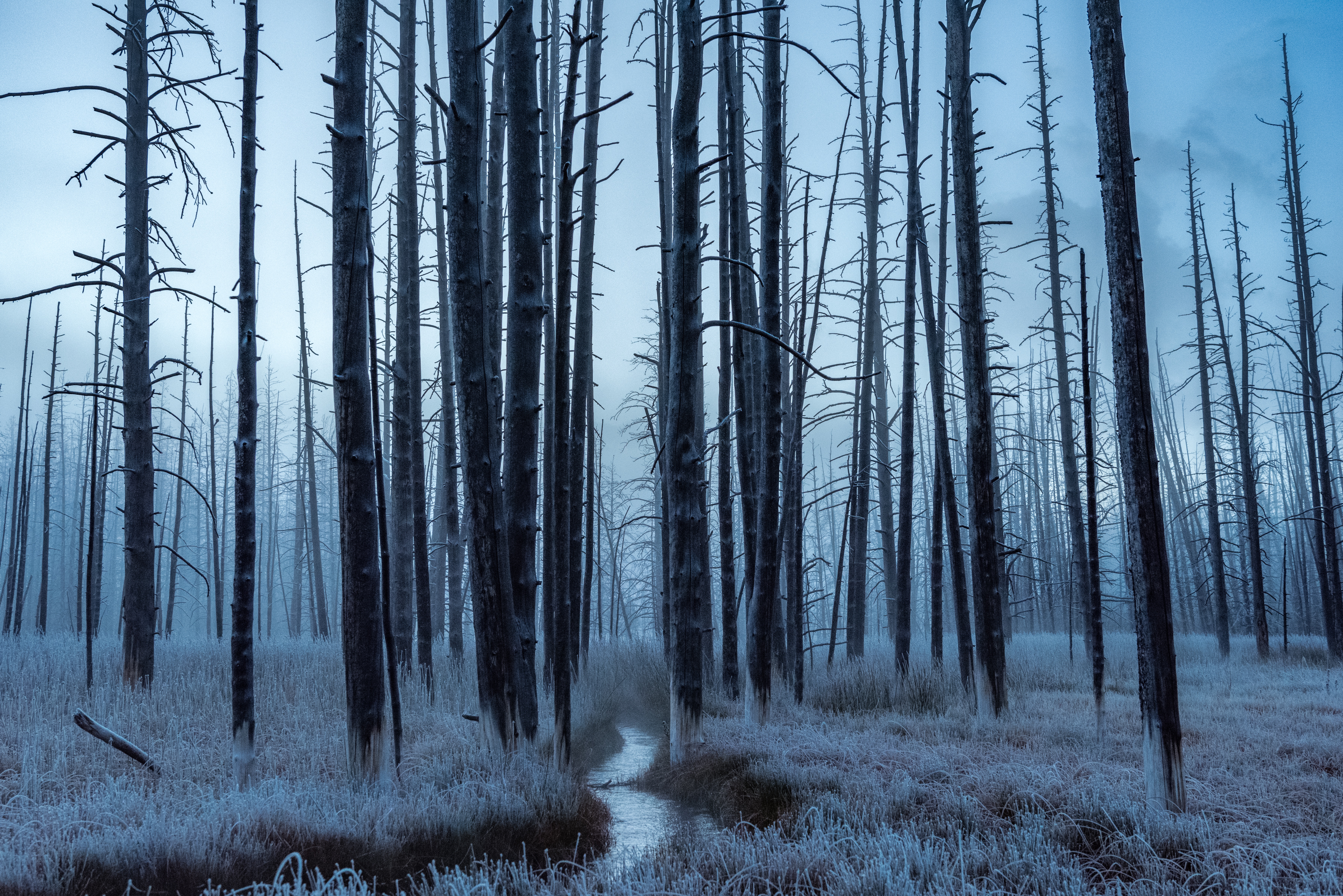 nature, trees, forest, frost, hoarfrost, creek, brook phone wallpaper