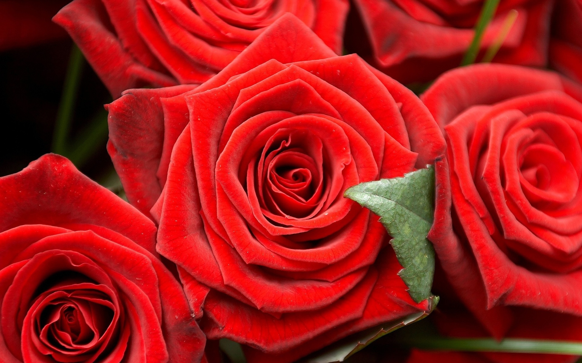 Скачать обои бесплатно Цветок, Макро, Роза, Бутон, Красная Роза, Земля/природа, Флауэрсы картинка на рабочий стол ПК