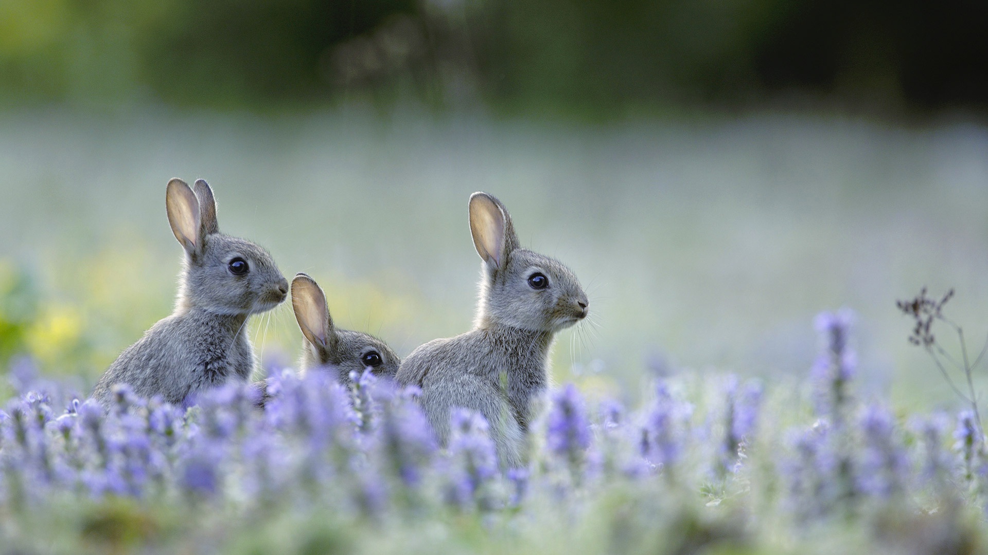 Download mobile wallpaper Animal, Rabbit, Baby Animal, Depth Of Field for free.