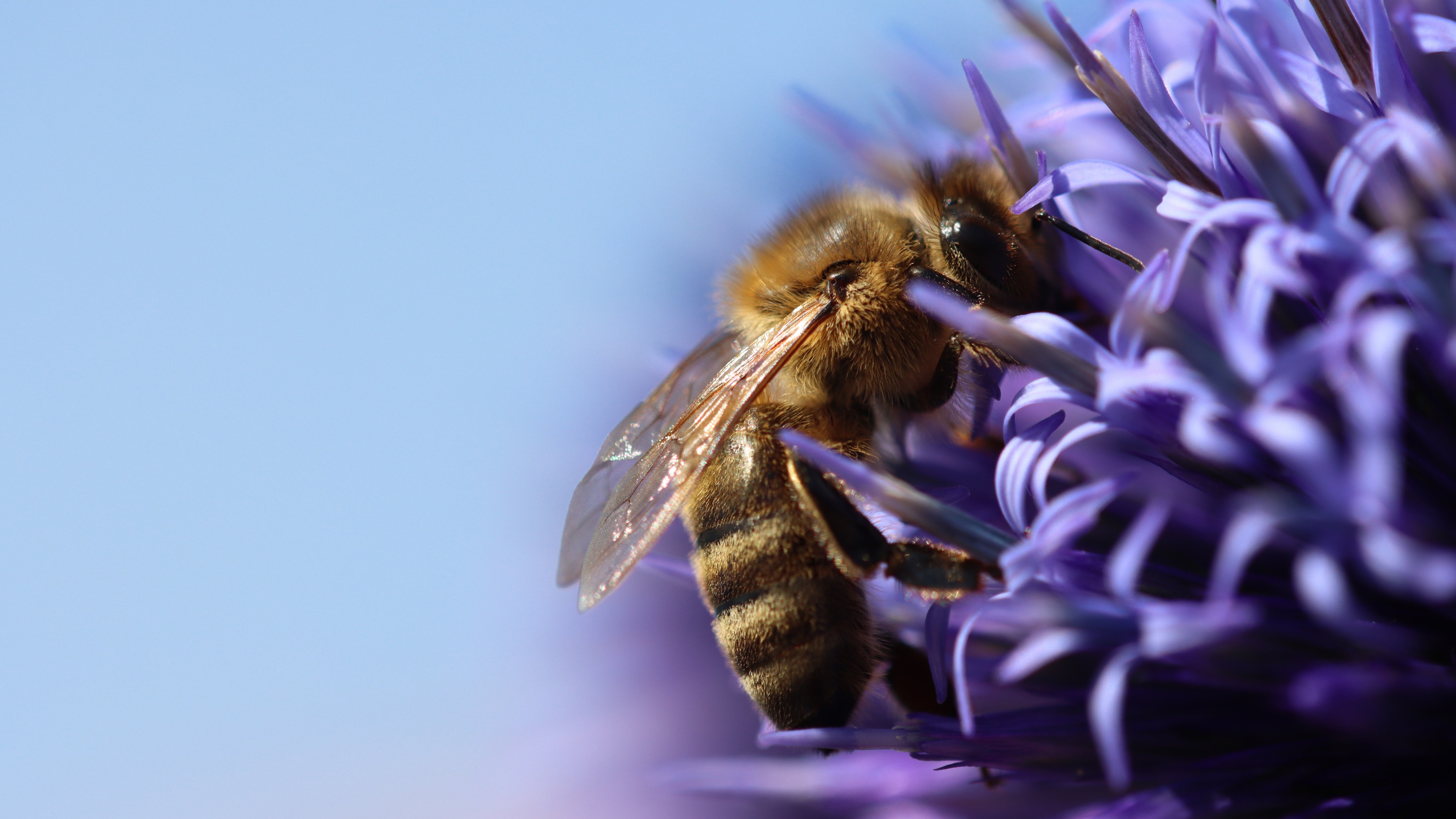 Handy-Wallpaper Tiere, Insekten, Blume, Makro, Biene kostenlos herunterladen.