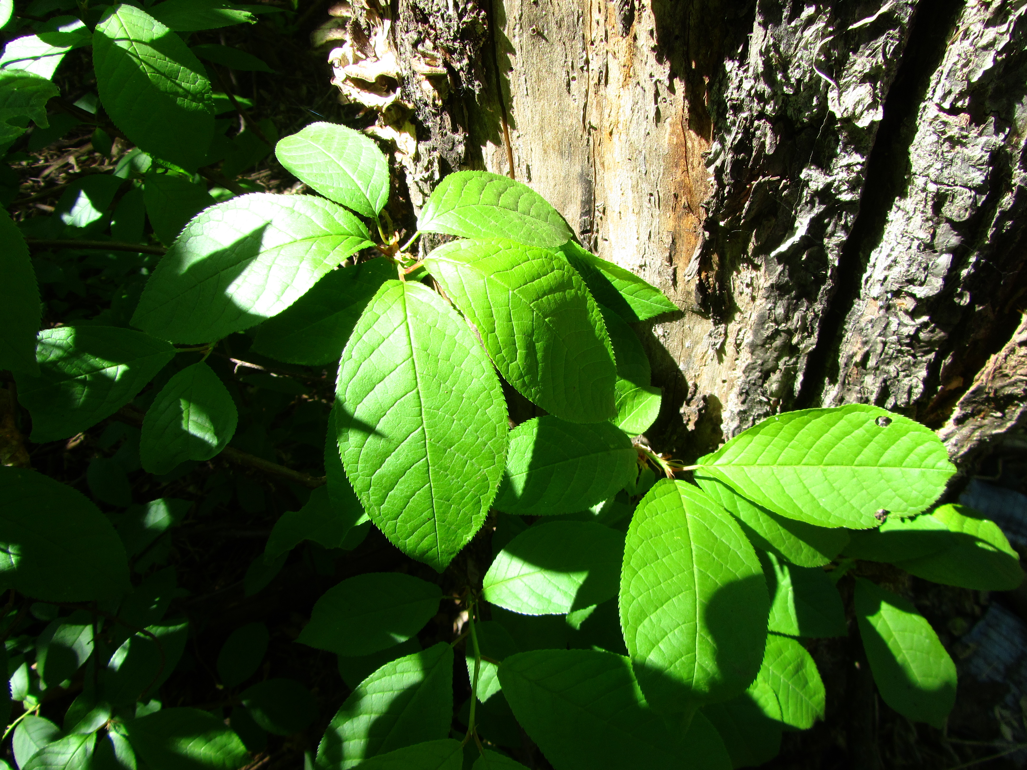 Handy-Wallpaper Blatt, Erde/natur kostenlos herunterladen.