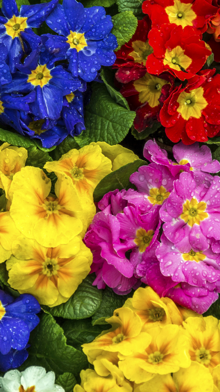 primula, earth, colors, red flower, nature, flower, pink flower, yellow flower, colorful, blue flower, dew drop, flowers