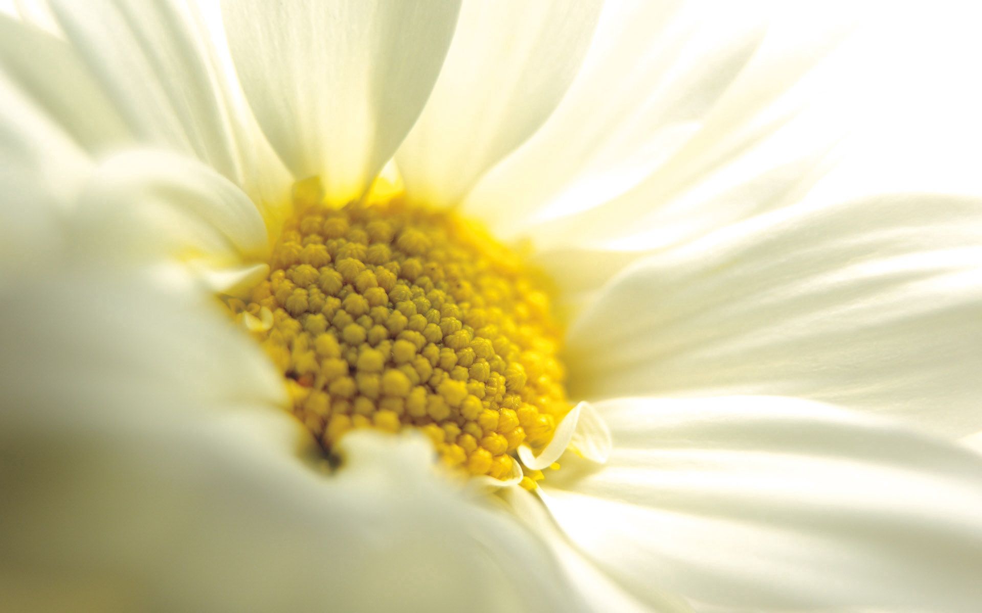 Free download wallpaper Flower, Macro, Chamomile, Camomile on your PC desktop
