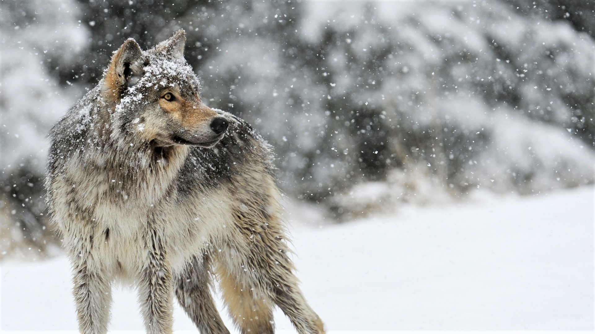 Download mobile wallpaper Winter, Snow, Wolf, Animal, Snowfall, Wolves for free.