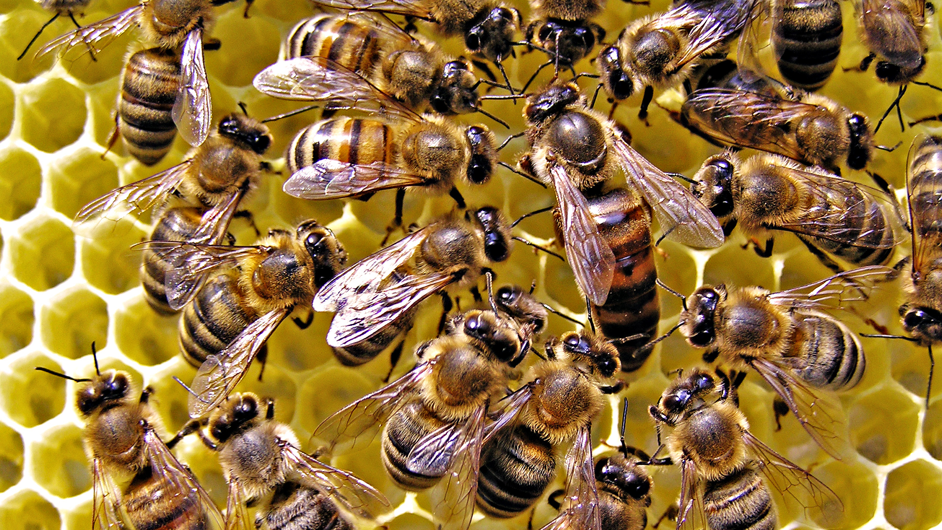 225739 descargar fondo de pantalla animales, abeja, insectos: protectores de pantalla e imágenes gratis