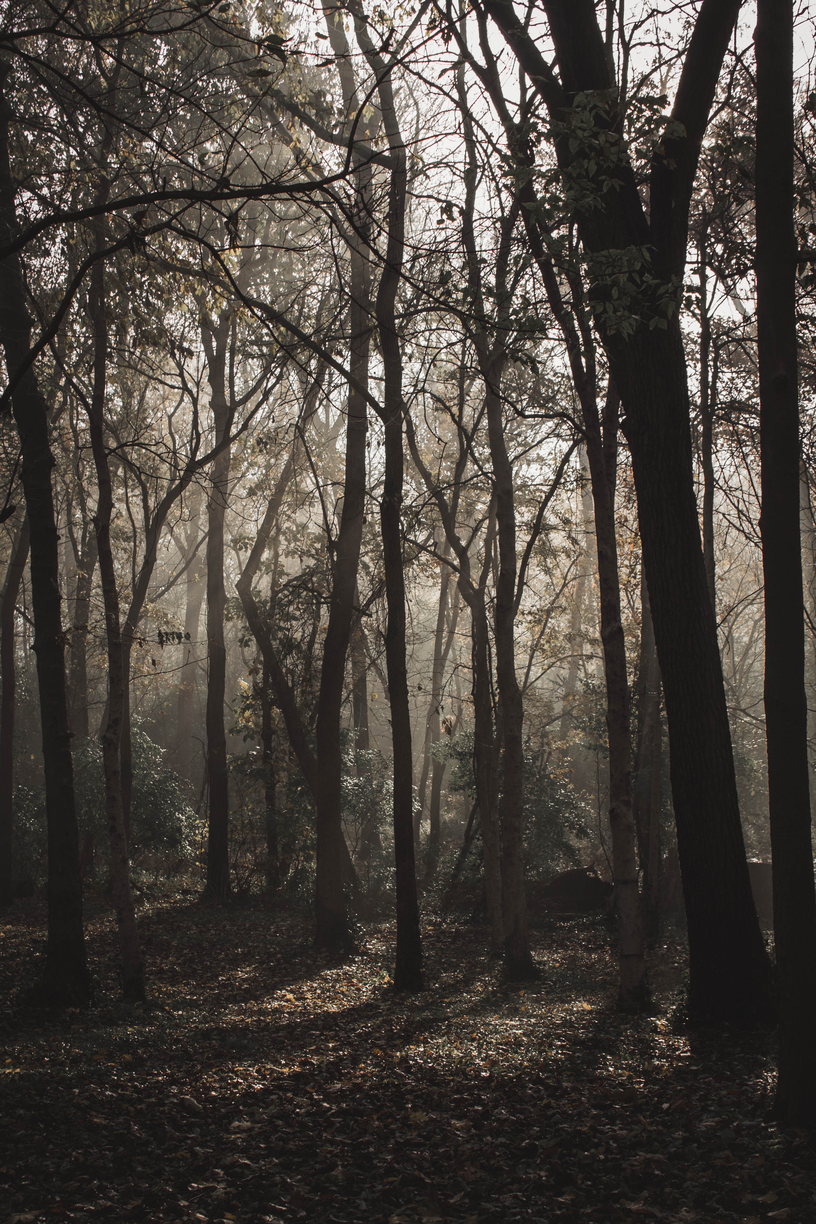 Download mobile wallpaper Nature, Trees, Forest, Fog, Sunlight, Gloomy for free.