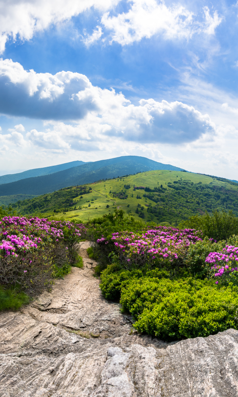 Download mobile wallpaper Sky, Mountains, Horizon, Mountain, Forest, Earth, Path, Cloud, Purple Flower for free.