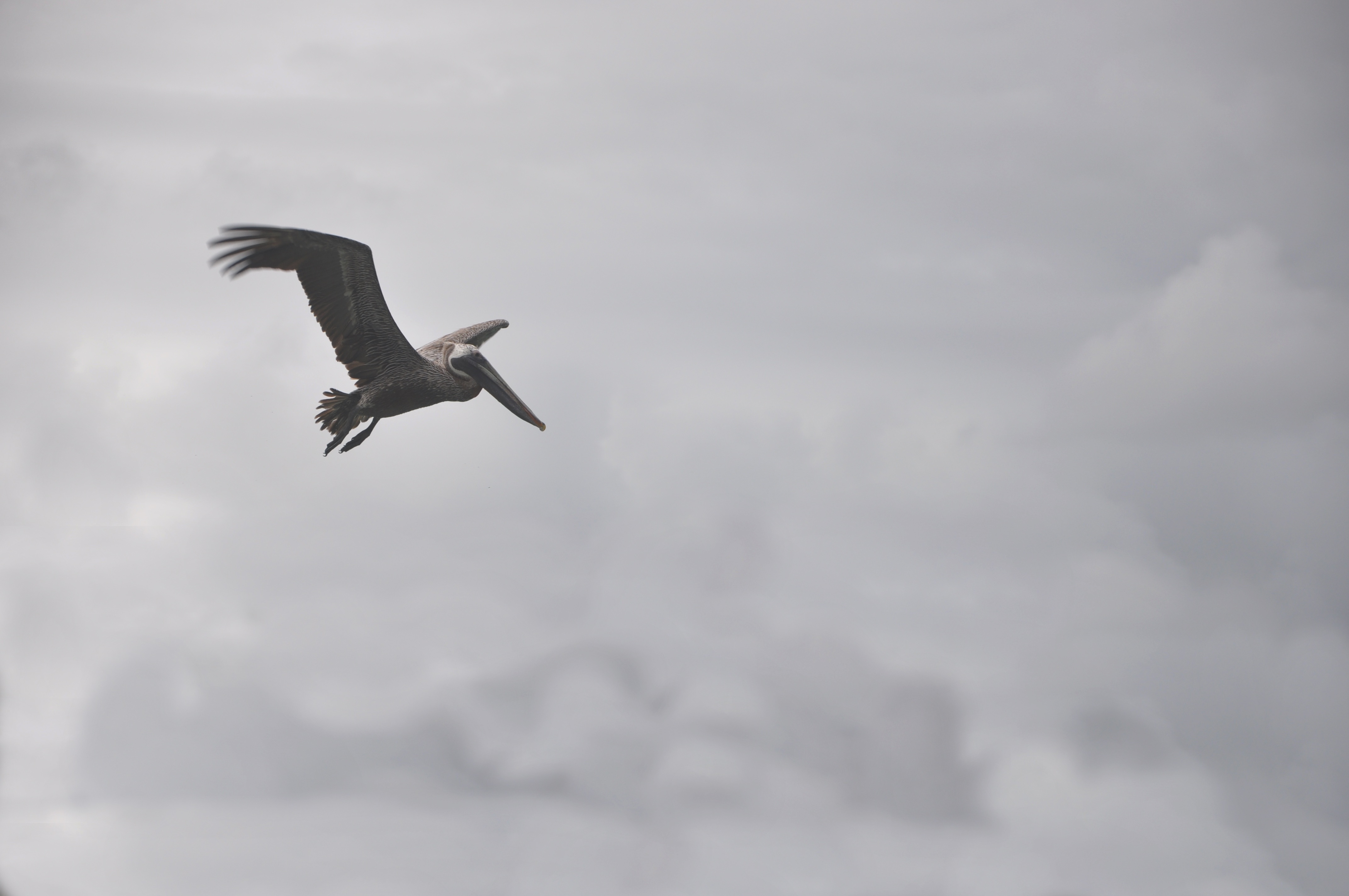 Download mobile wallpaper Pelican, Animals, Flight, Clouds, Bird for free.