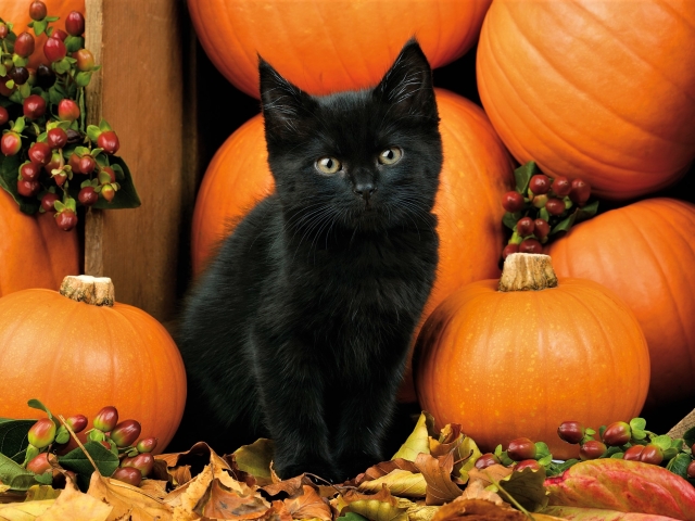 Download mobile wallpaper Cats, Pumpkin, Cat, Kitten, Leaf, Fall, Berry, Animal, Baby Animal for free.