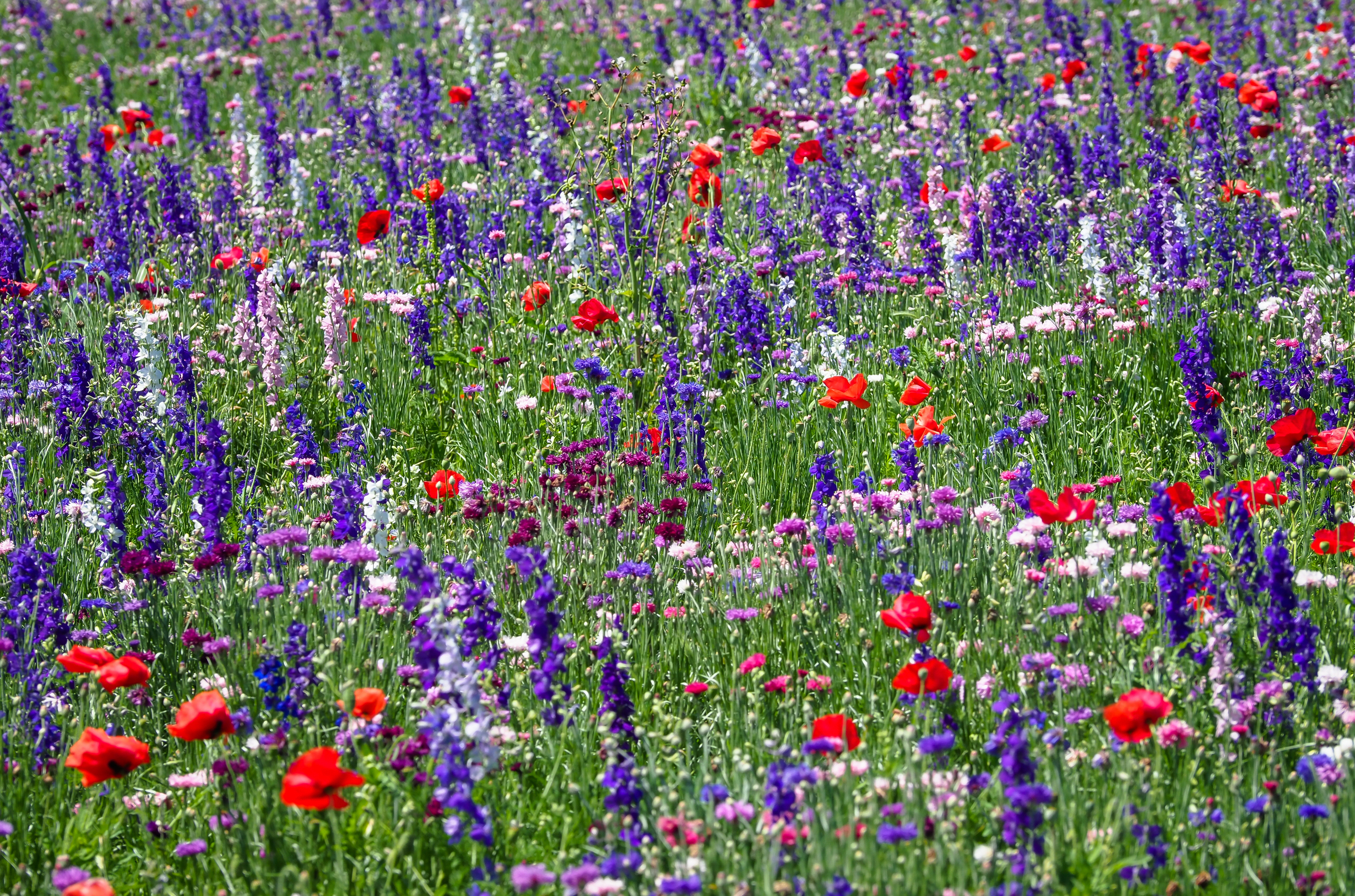 Handy-Wallpaper Natur, Sommer, Blume, Wiese, Rote Blume, Erde/natur, Blaue Blume kostenlos herunterladen.
