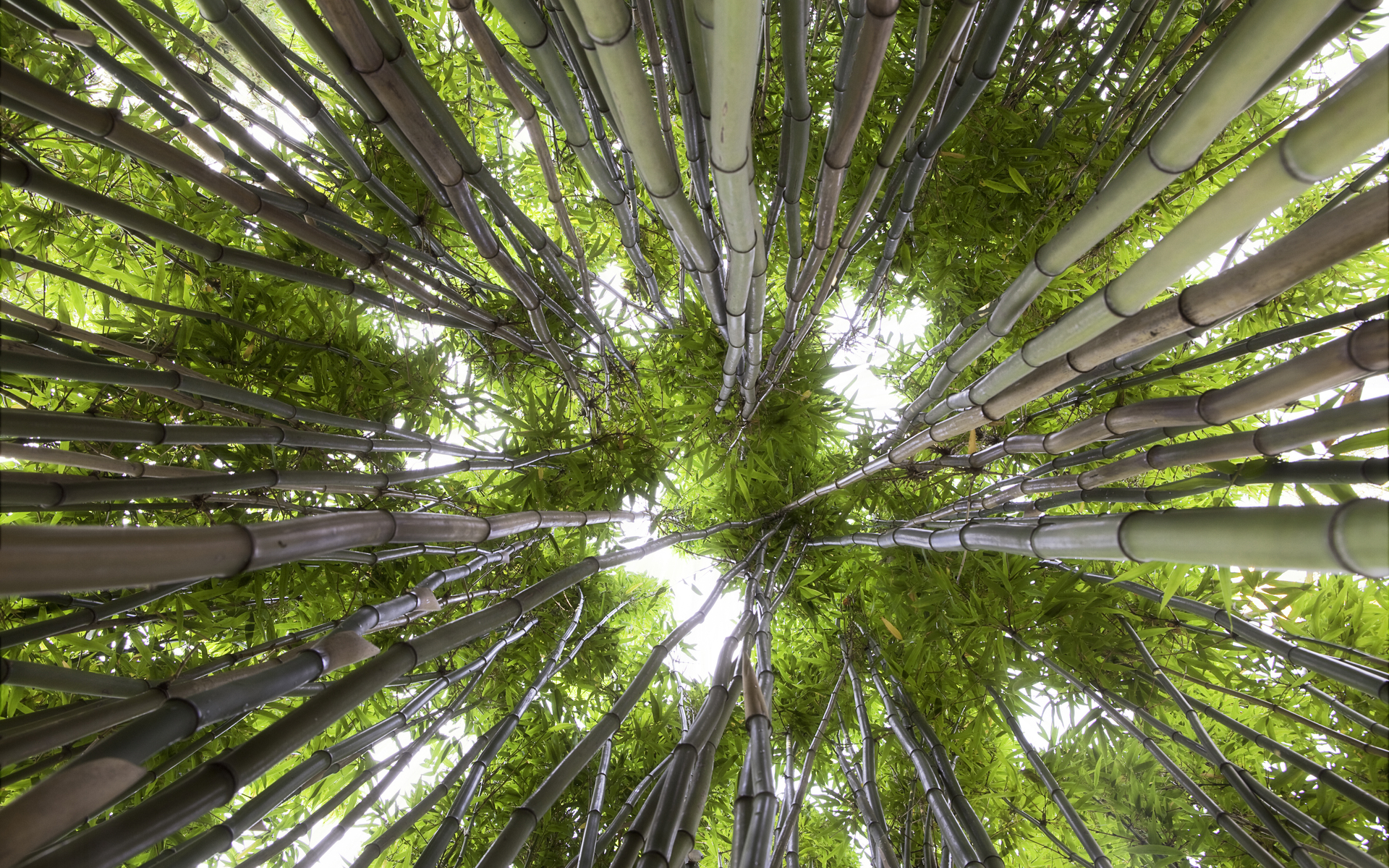 Baixar papel de parede para celular de Natureza, Floresta, Bambu, Terra/natureza gratuito.