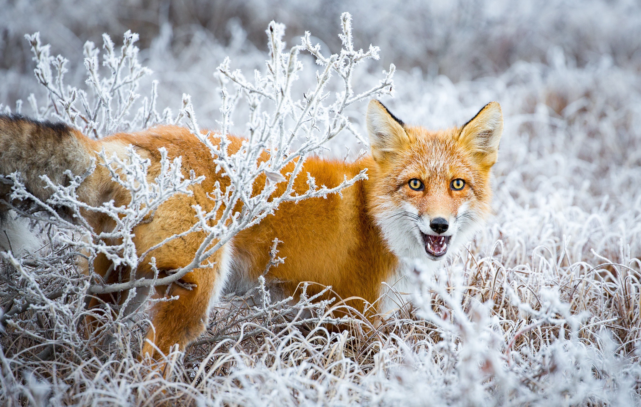 Download mobile wallpaper Winter, Grass, Fox, Animal for free.
