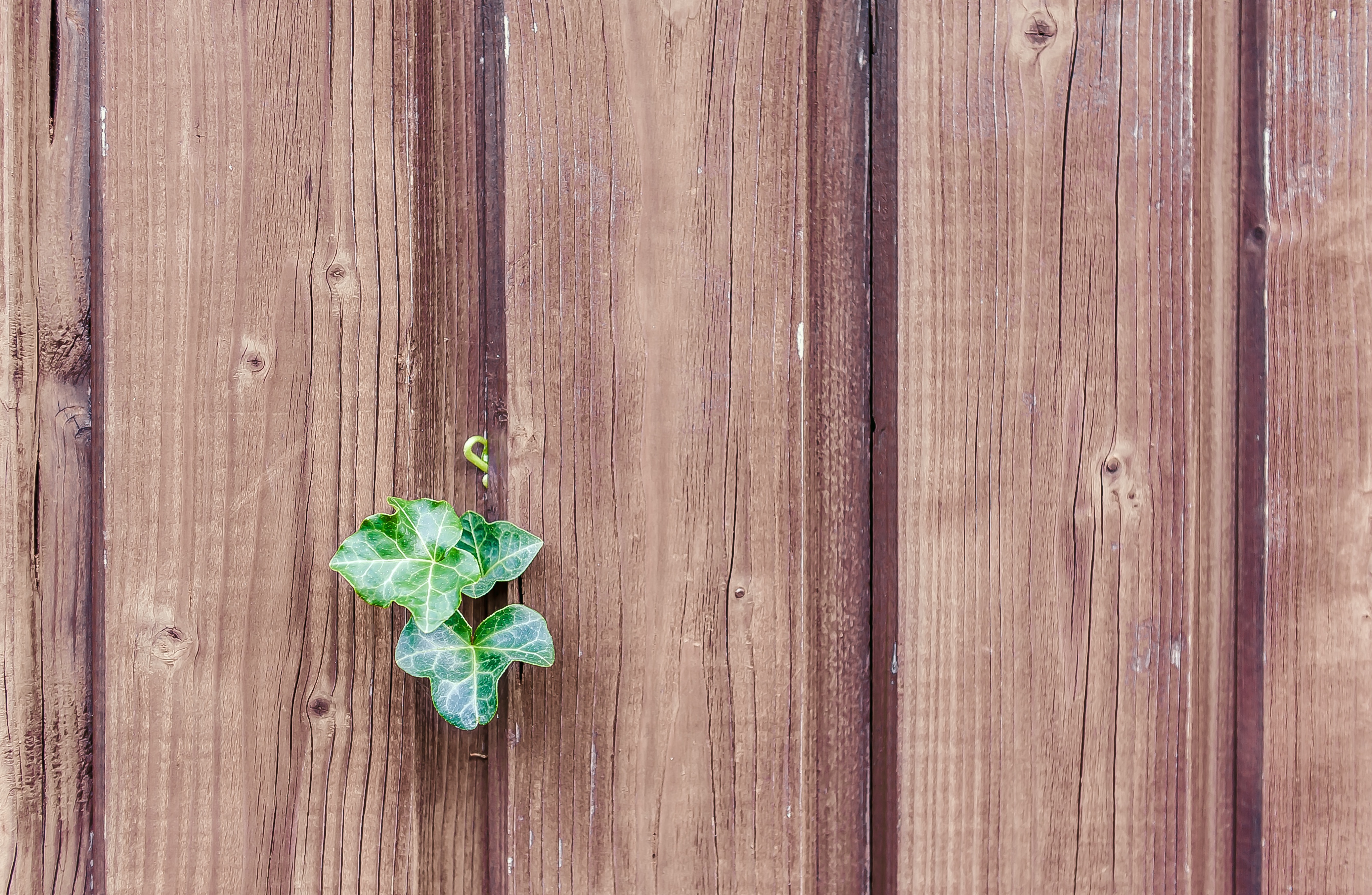 New Lock Screen Wallpapers sheet, wall, plant, miscellanea, miscellaneous, leaf, fence, planks, board