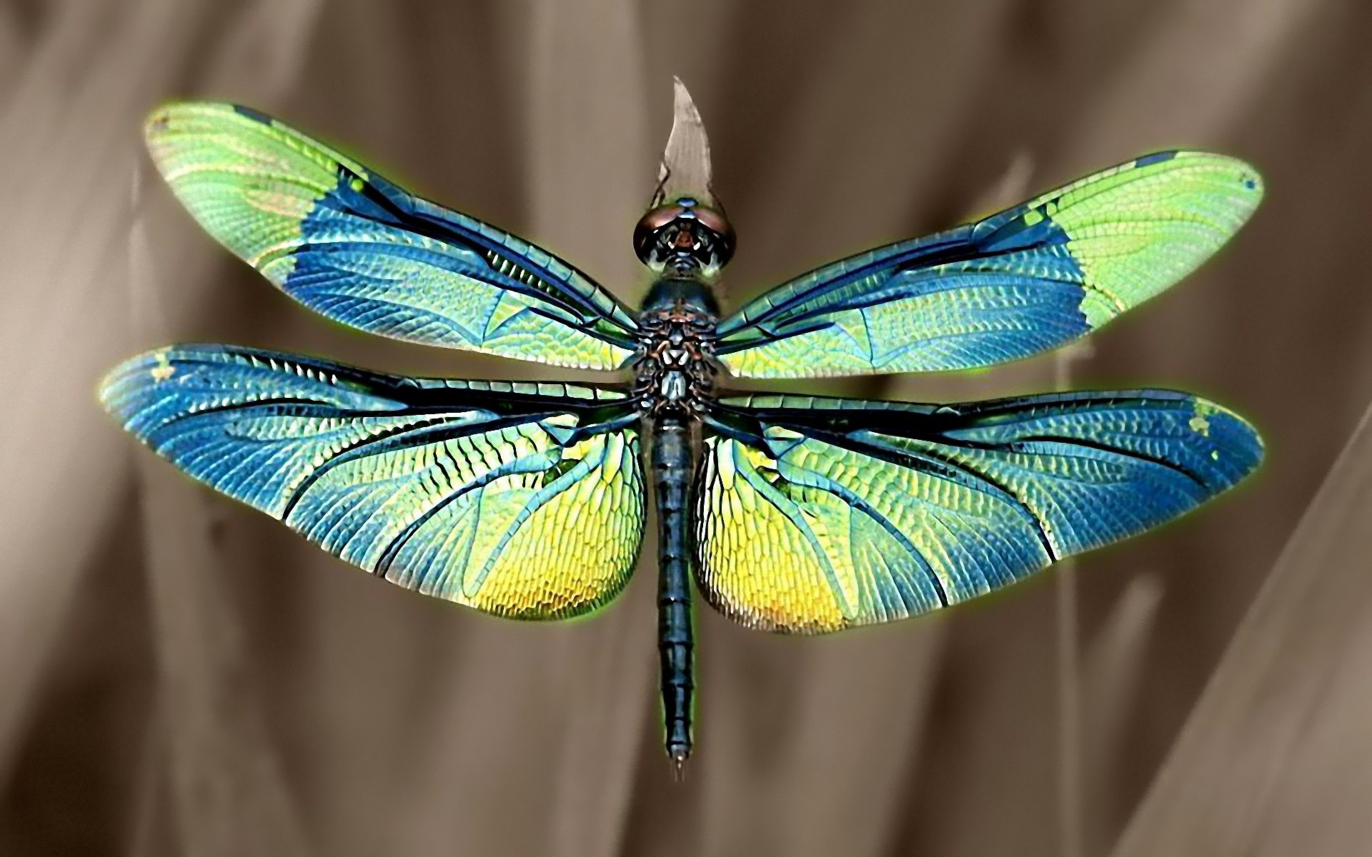 297027 Bild herunterladen tiere, libelle, insekten - Hintergrundbilder und Bildschirmschoner kostenlos