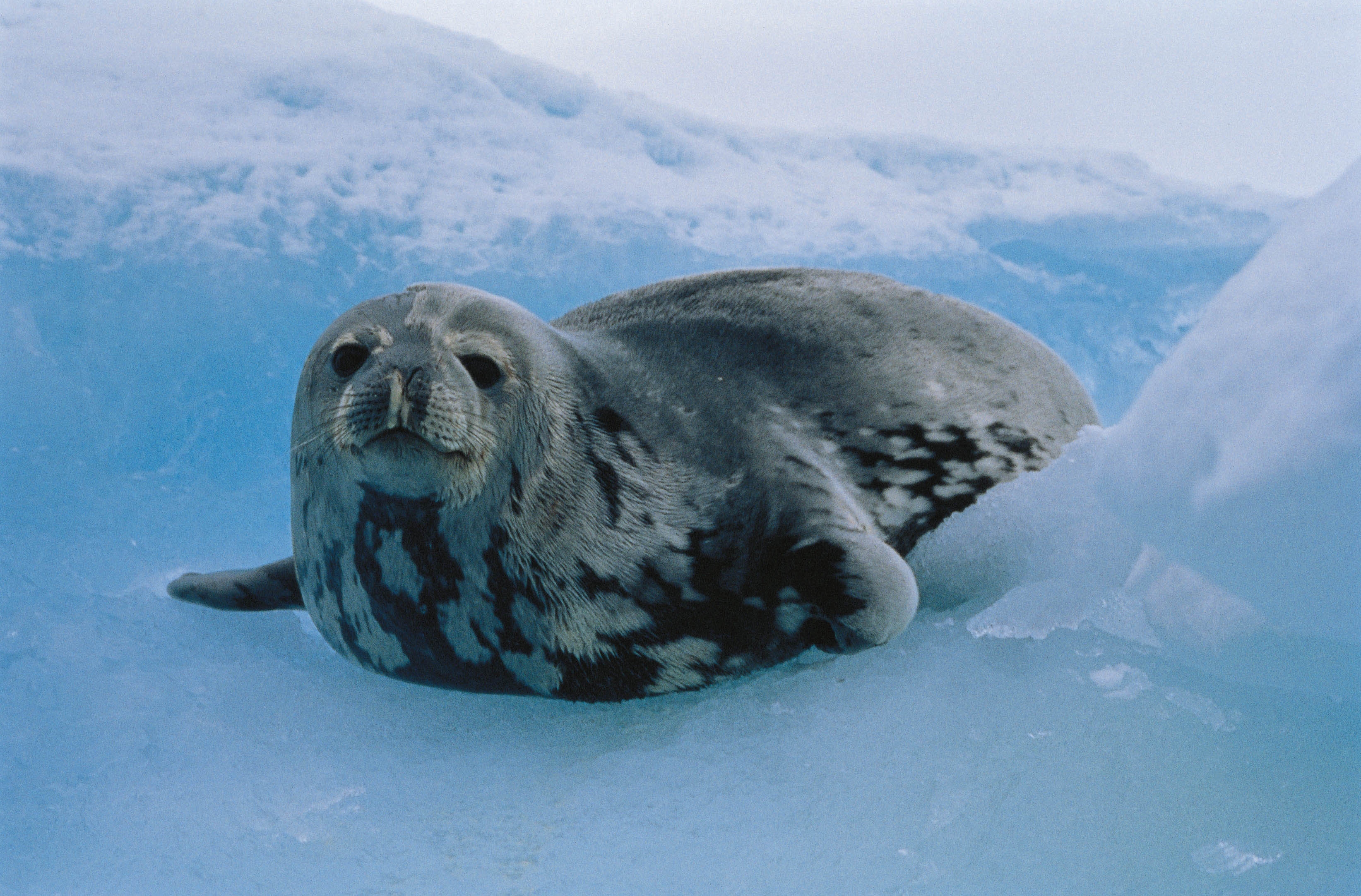 69101 baixar imagens foca, animais, gelo, gato, norte - papéis de parede e protetores de tela gratuitamente