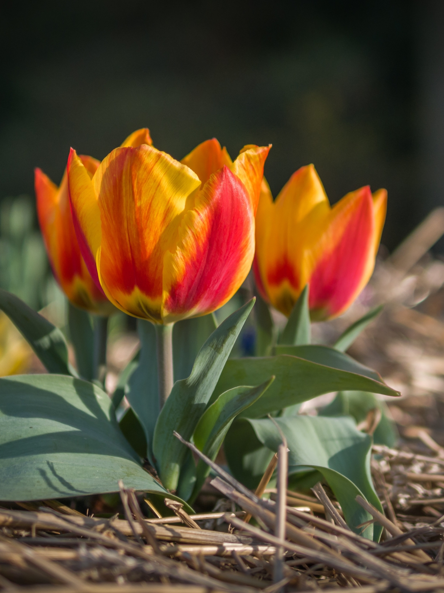 Téléchargez gratuitement l'image Fleurs, Fleur, Printemps, Tulipe, Terre/nature, Le Printemps sur le bureau de votre PC