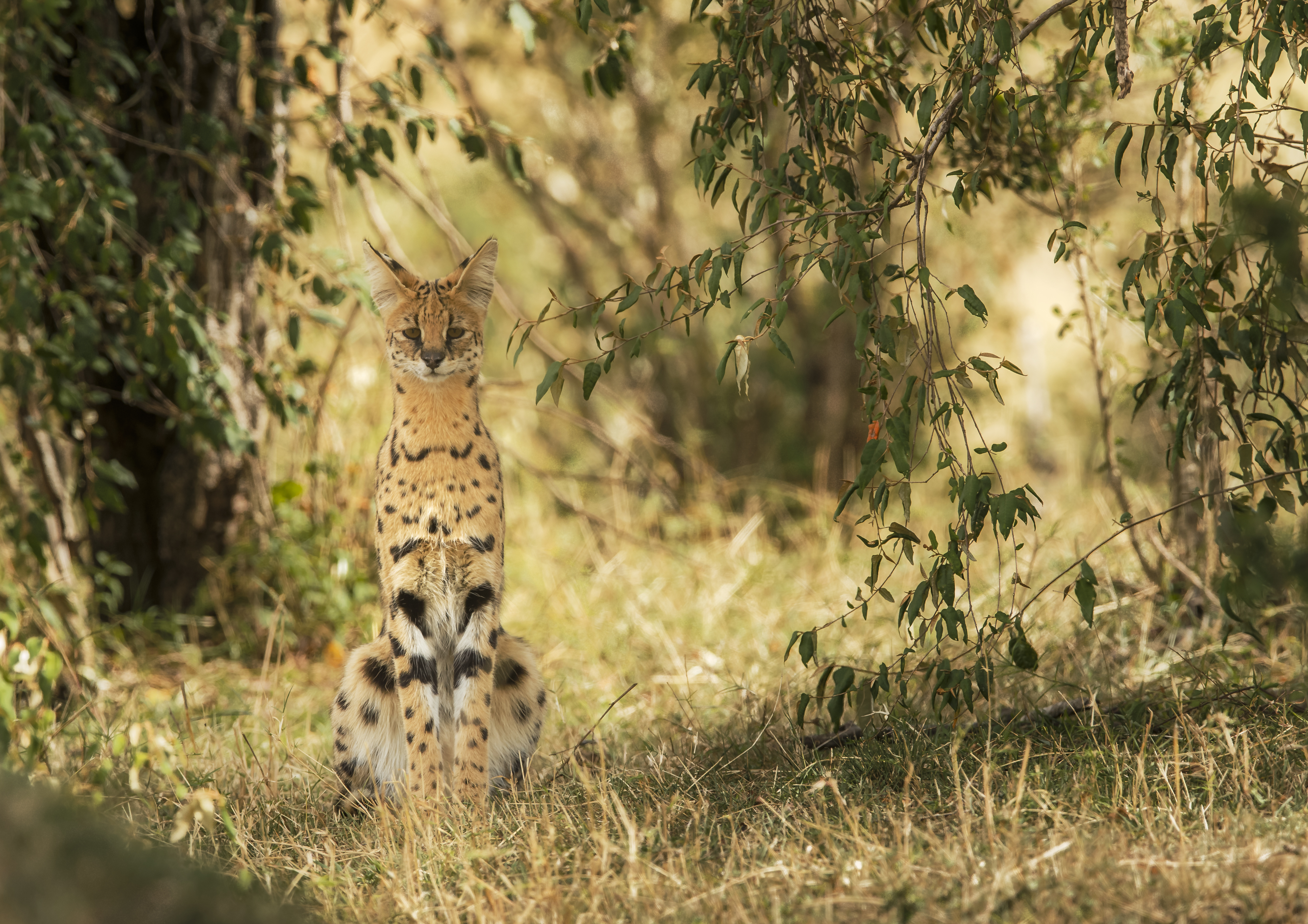animal, serval, depth of field, cats