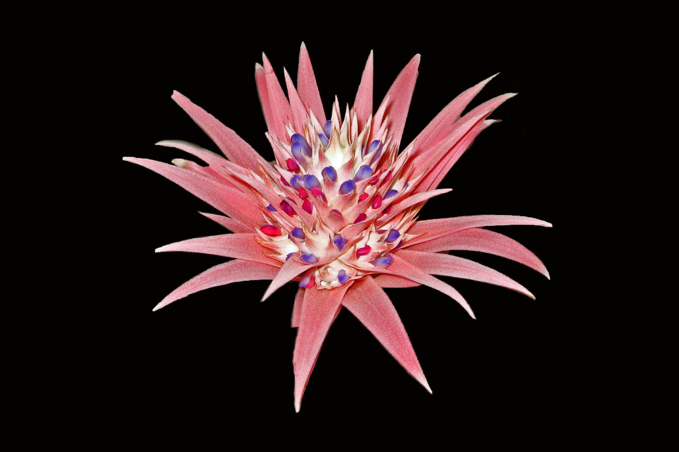 Laden Sie das Blumen, Blume, Nahansicht, Erde/natur, Pinke Blume-Bild kostenlos auf Ihren PC-Desktop herunter