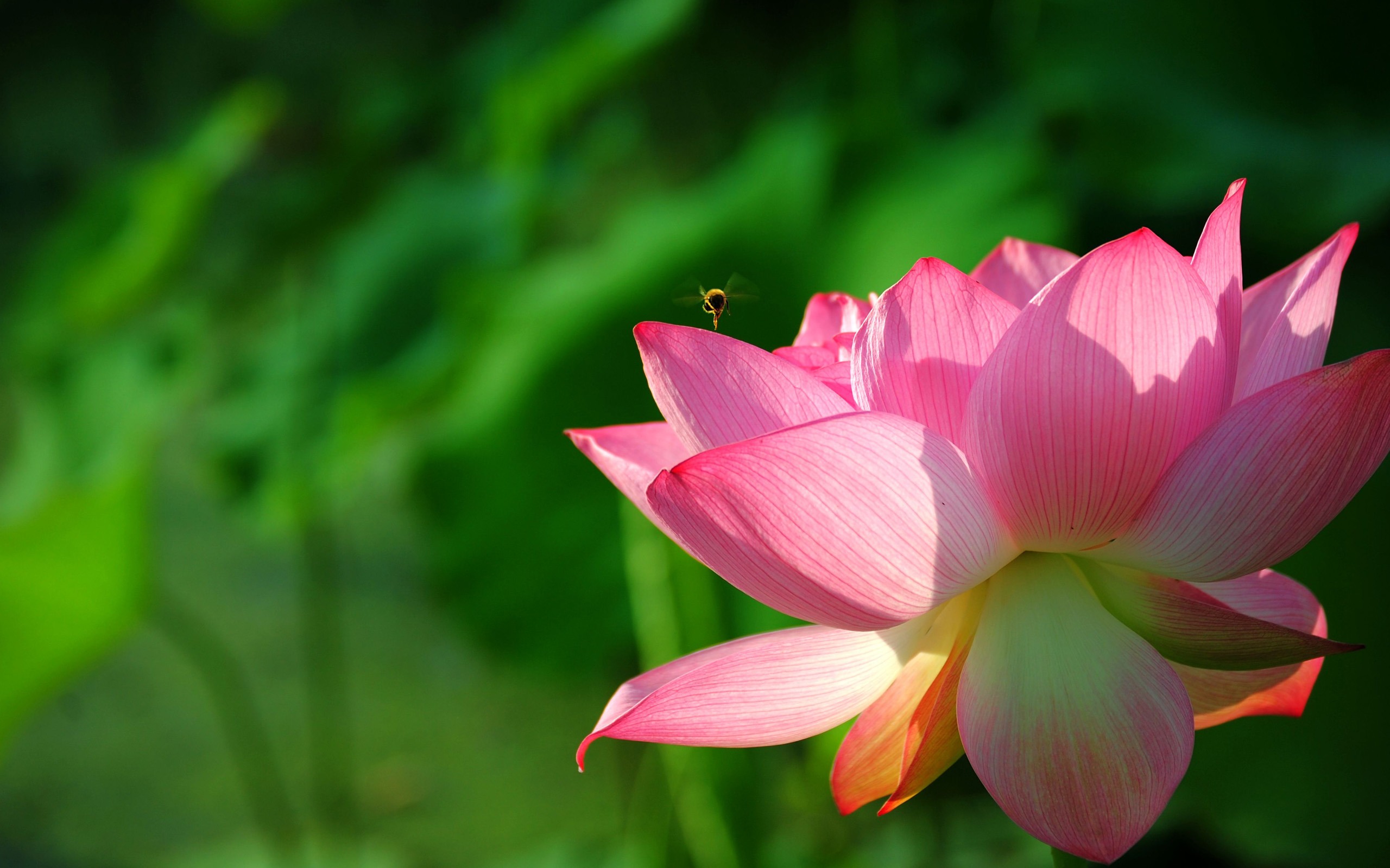 Free download wallpaper Flowers, Lotus, Flower, Earth on your PC desktop