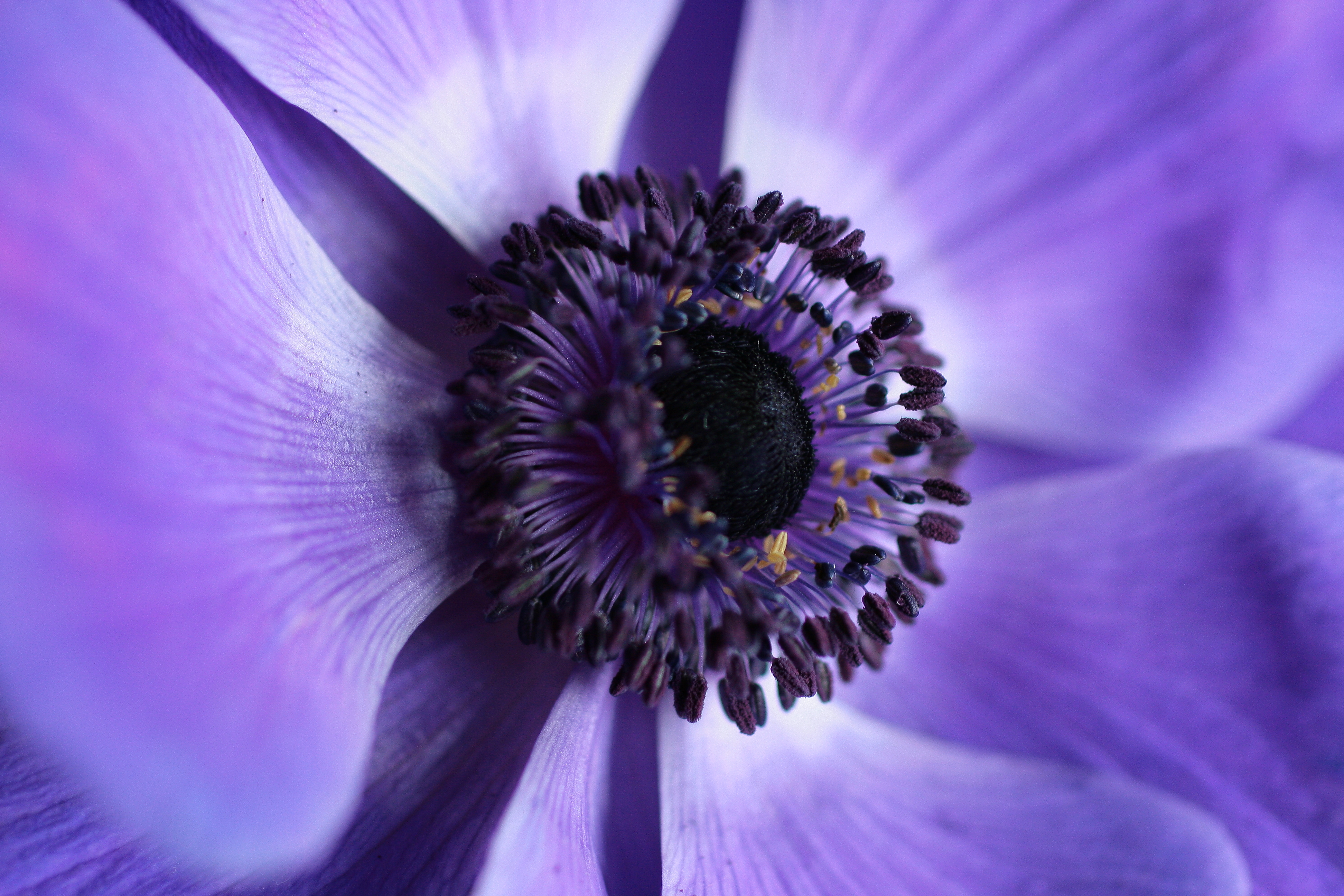 Free download wallpaper Macro, Close Up, Violet, Purple, Flower on your PC desktop
