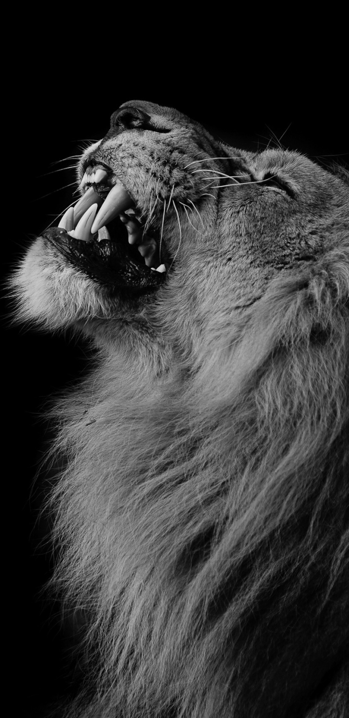 Download mobile wallpaper Cats, Lion, Animal, Black & White for free.