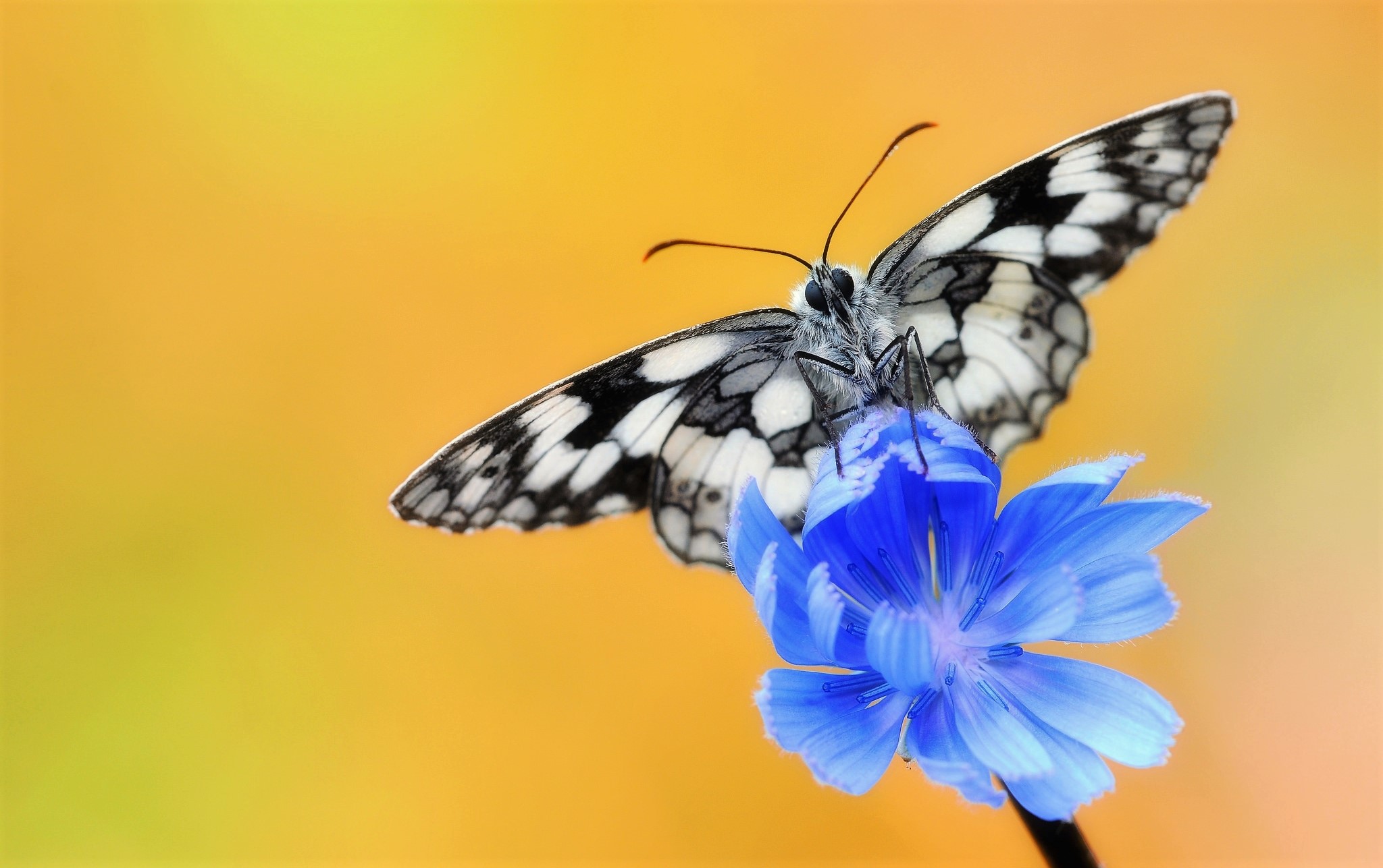 Download mobile wallpaper Flower, Macro, Insect, Butterfly, Animal, Blue Flower for free.