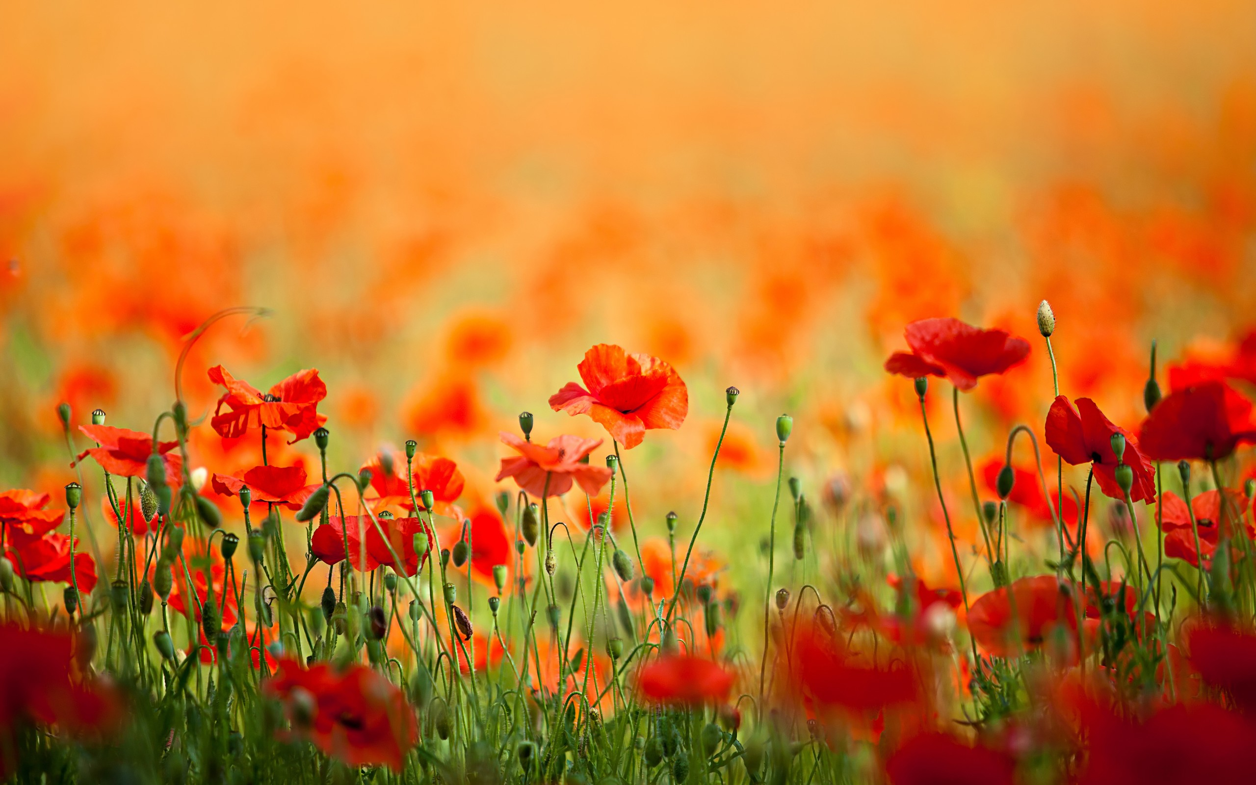 Descarga gratuita de fondo de pantalla para móvil de Amapola, Flores, Tierra/naturaleza.