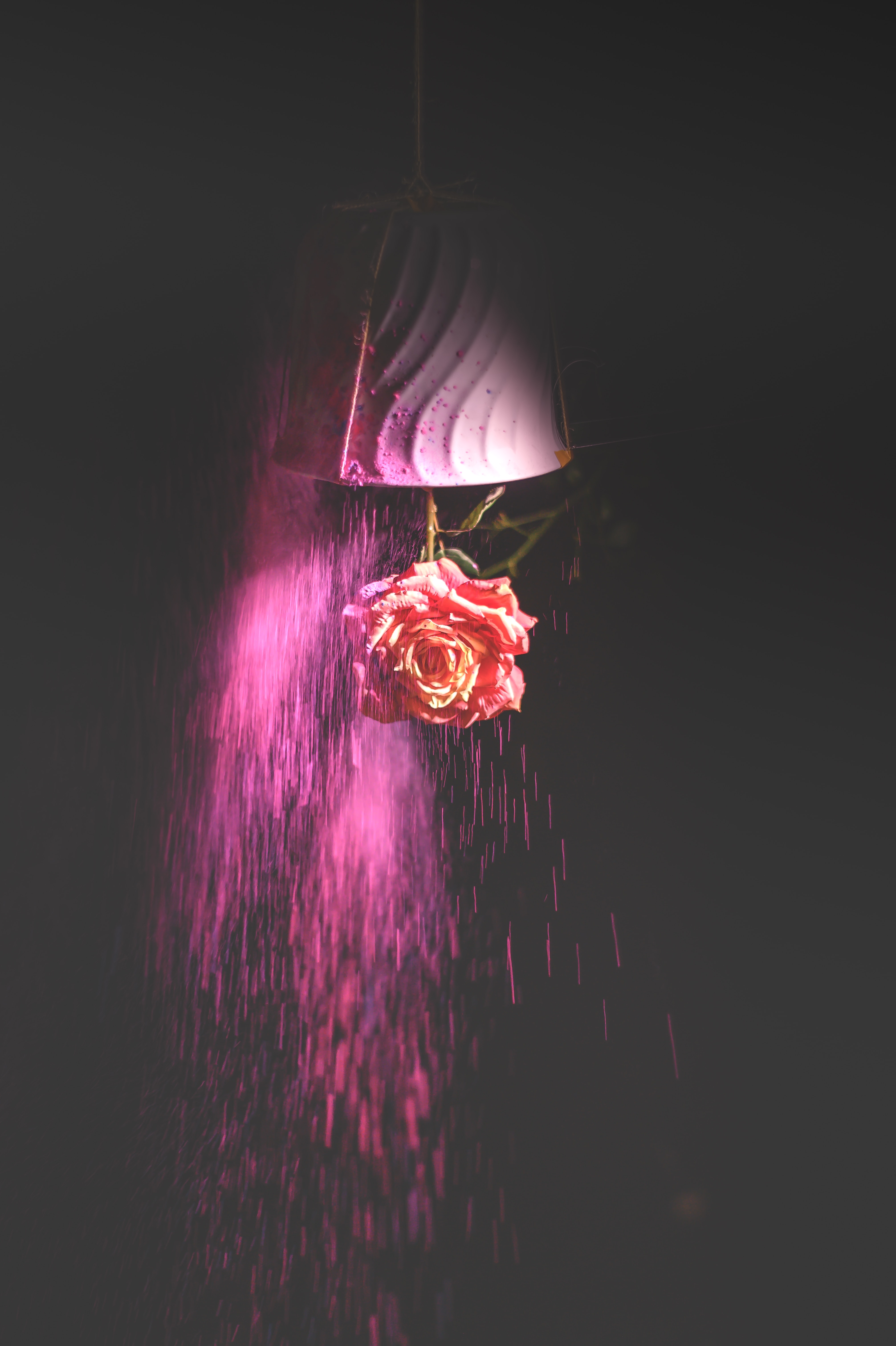 Laden Sie das Verschiedenes, Sonstige, Rose, Blume, Farbe, Dunkel-Bild kostenlos auf Ihren PC-Desktop herunter