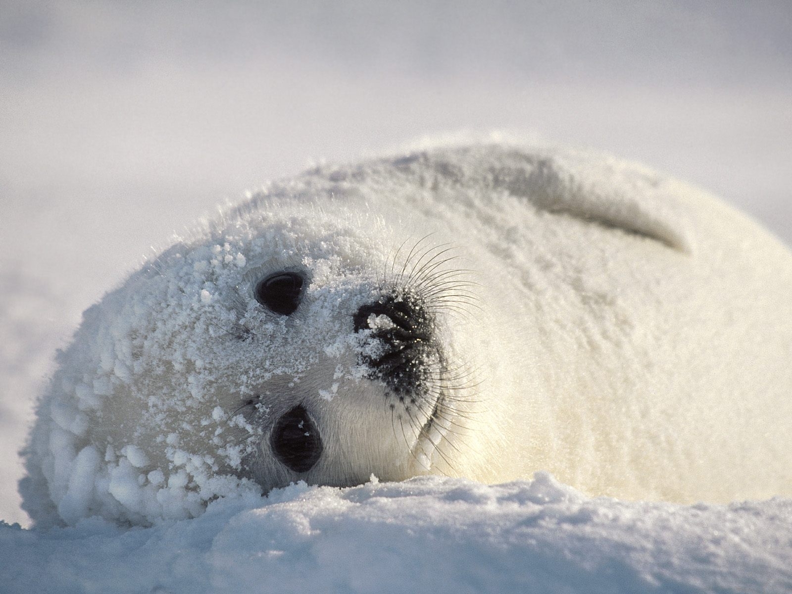 7485 скачать картинку животные, снег, тюлени, серые - обои и заставки бесплатно