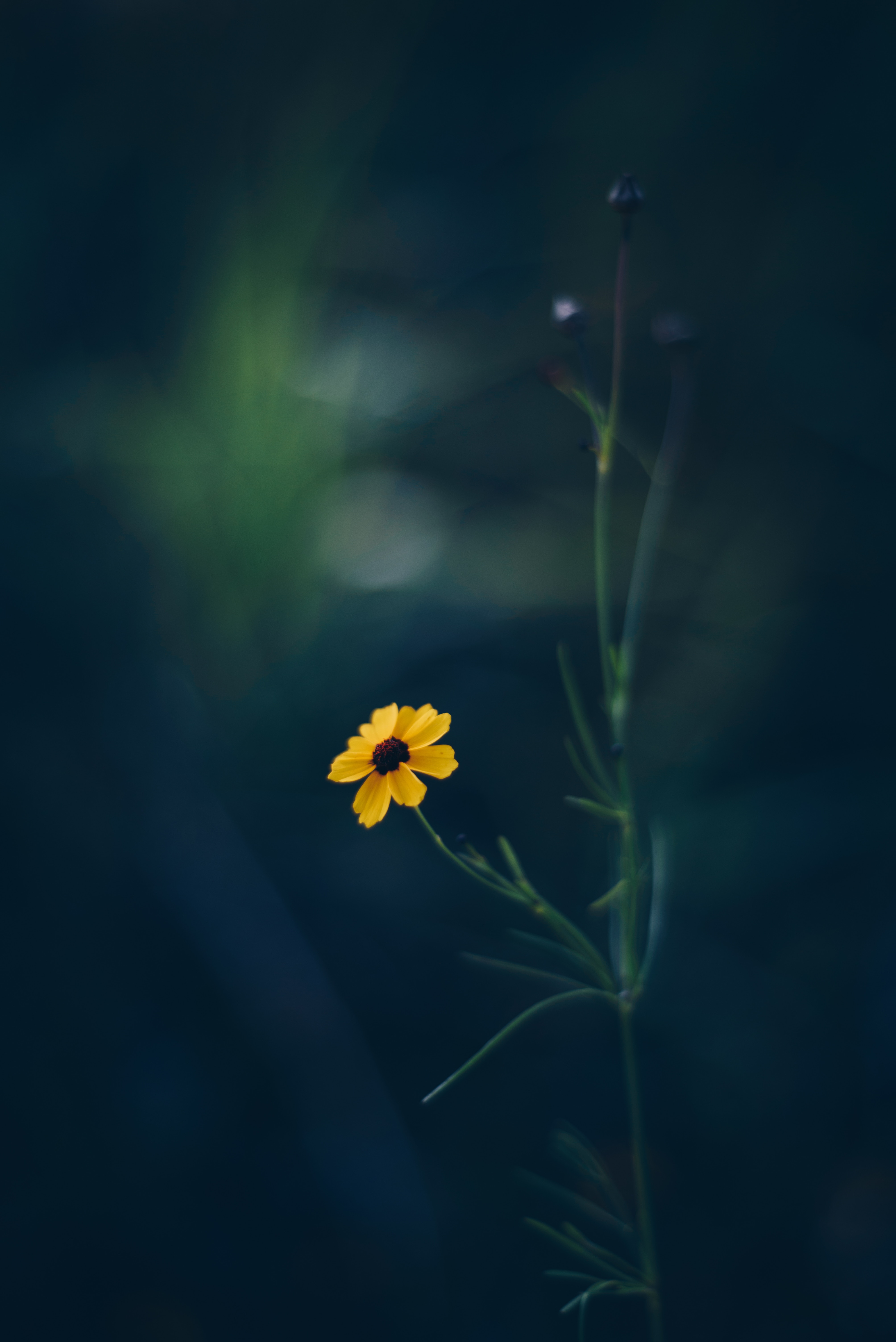 smooth, blur, flowers, kosmeya, yellow, flower, cosmos