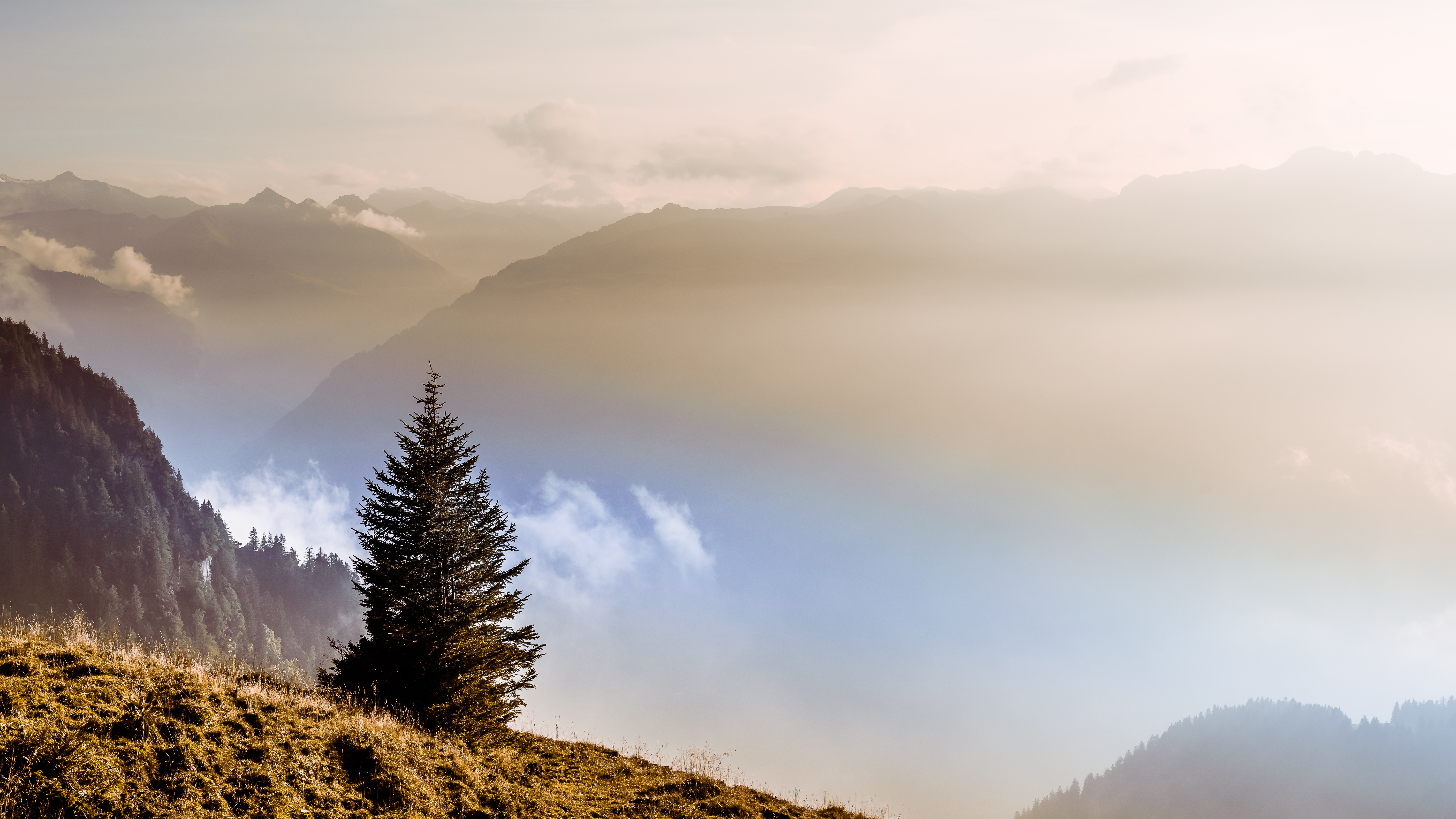 Téléchargez gratuitement l'image Paysage, Arbre, Brouillard, La Nature, Terre/nature sur le bureau de votre PC