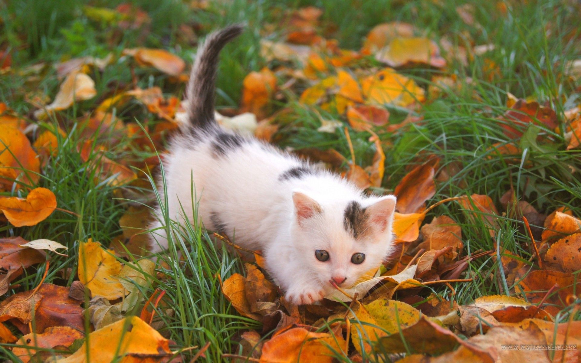 125332 скачать картинку осень, пятнистый, листья, животные, котенок, малыш - обои и заставки бесплатно