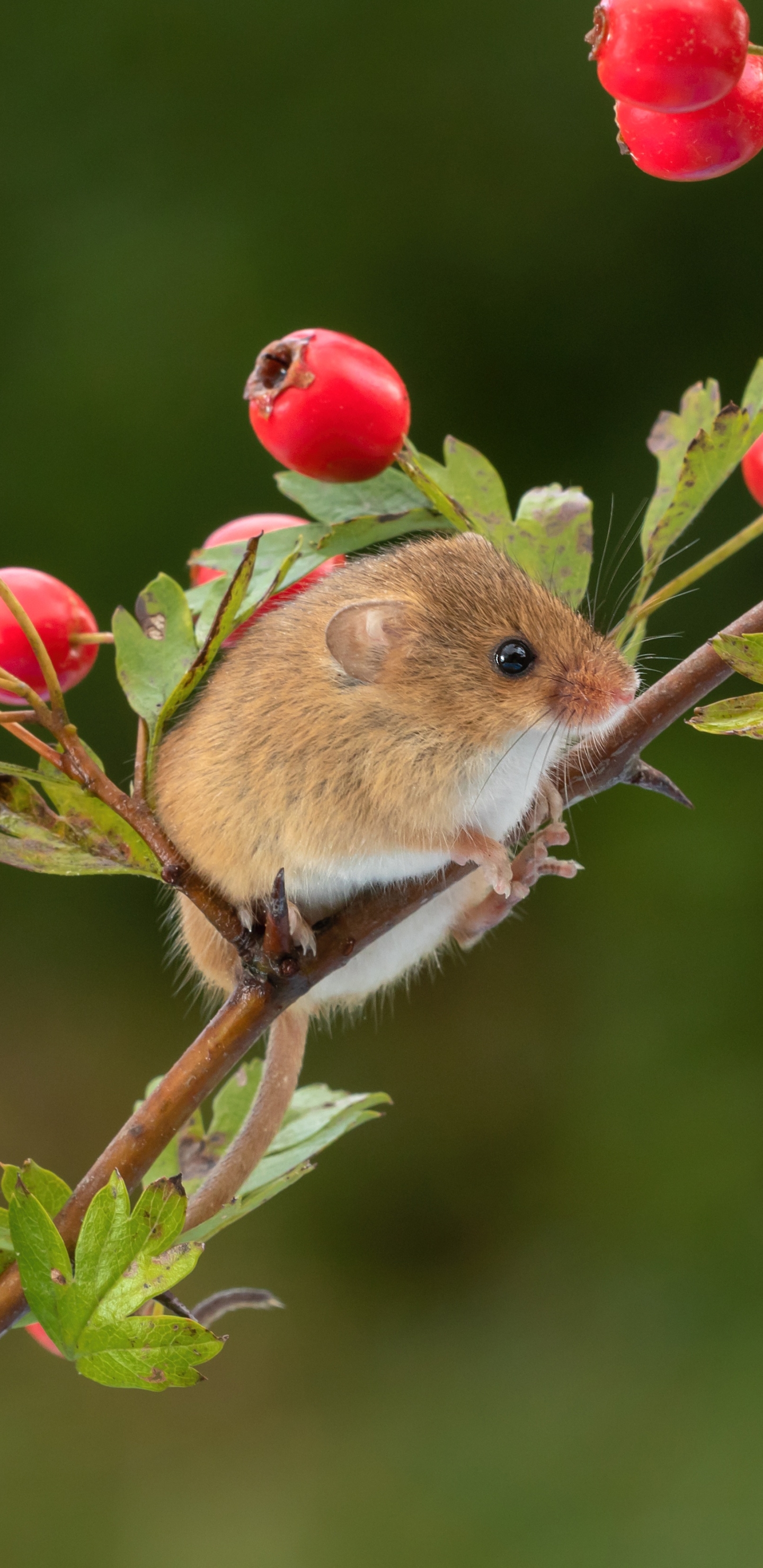 Download mobile wallpaper Berry, Animal, Mouse, Rodent for free.