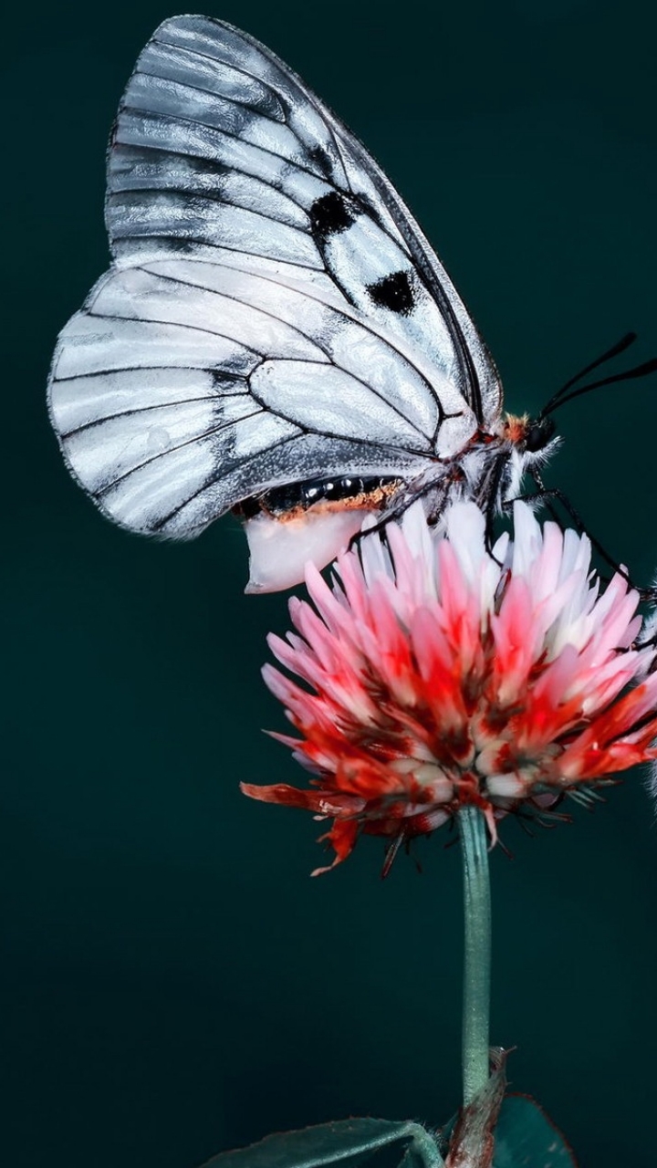 Descarga gratuita de fondo de pantalla para móvil de Animales, Mariposa.