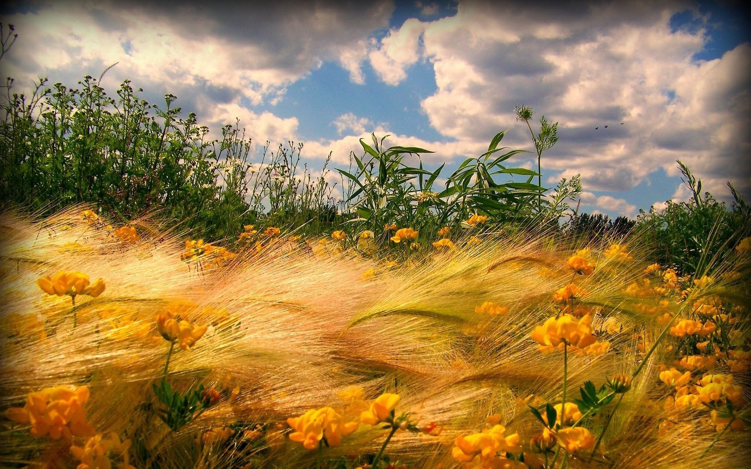 Скачать картинку Пшеница, Цветок, Земля/природа в телефон бесплатно.