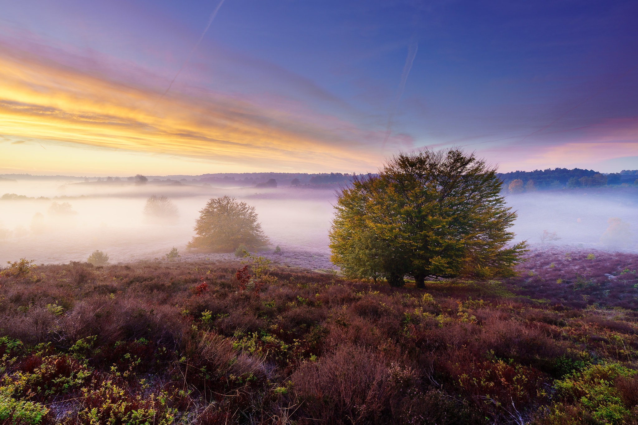 Download mobile wallpaper Nature, Heather, Fog, Earth for free.